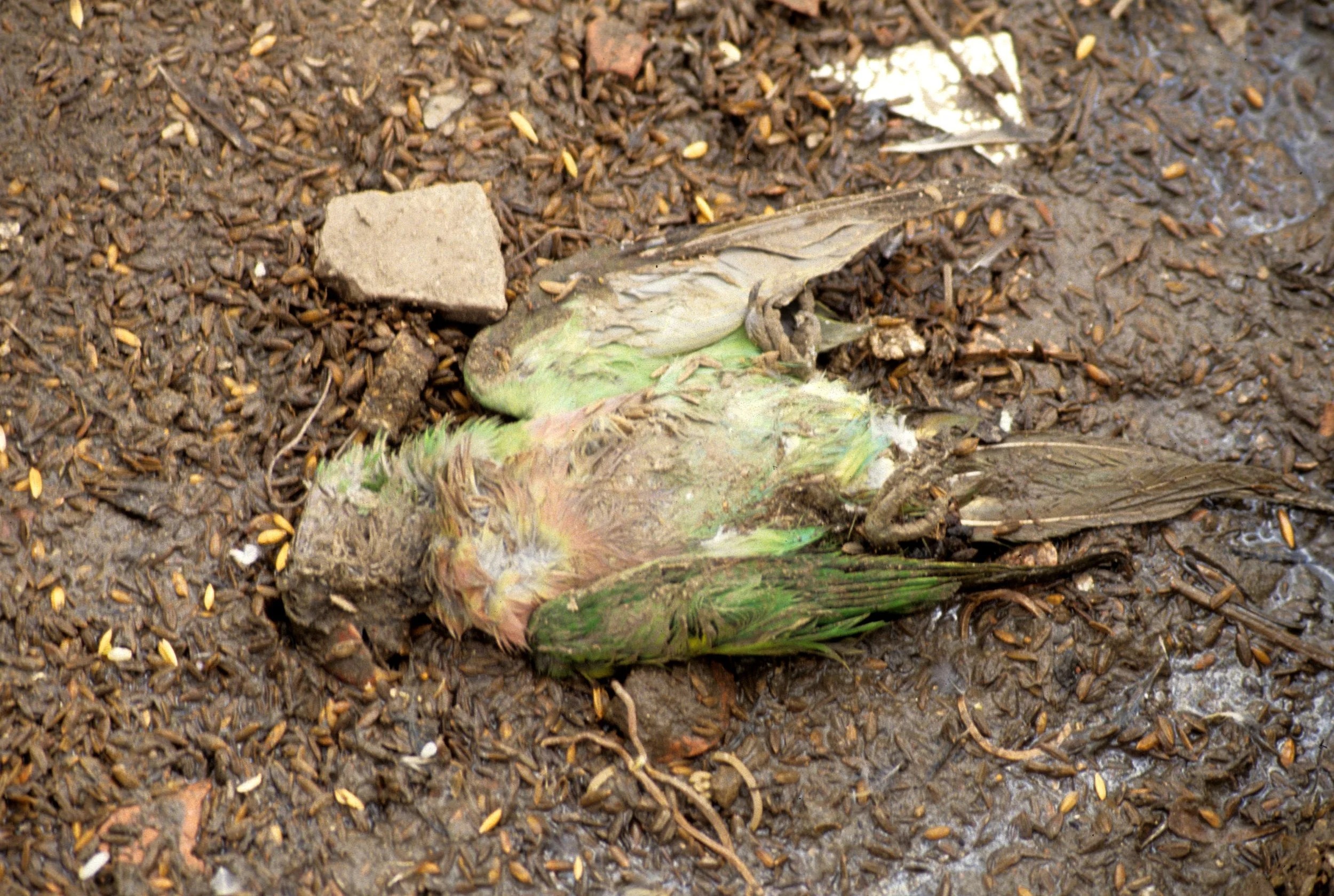 SAIGON - PET MARKET - DEAD PARAKEET.jpg