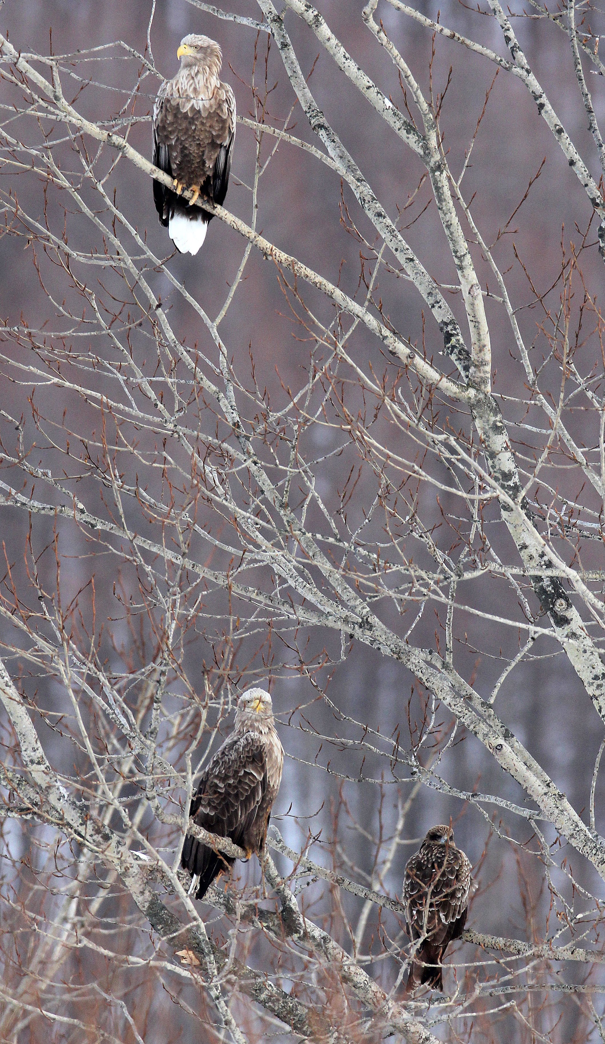 Haliaeetus albicilla - WHITE-TAILED EAGLE - AKAN INTERNATIONAL CRANE CENTER - HOKKAIDO JAPAN (68).JPG