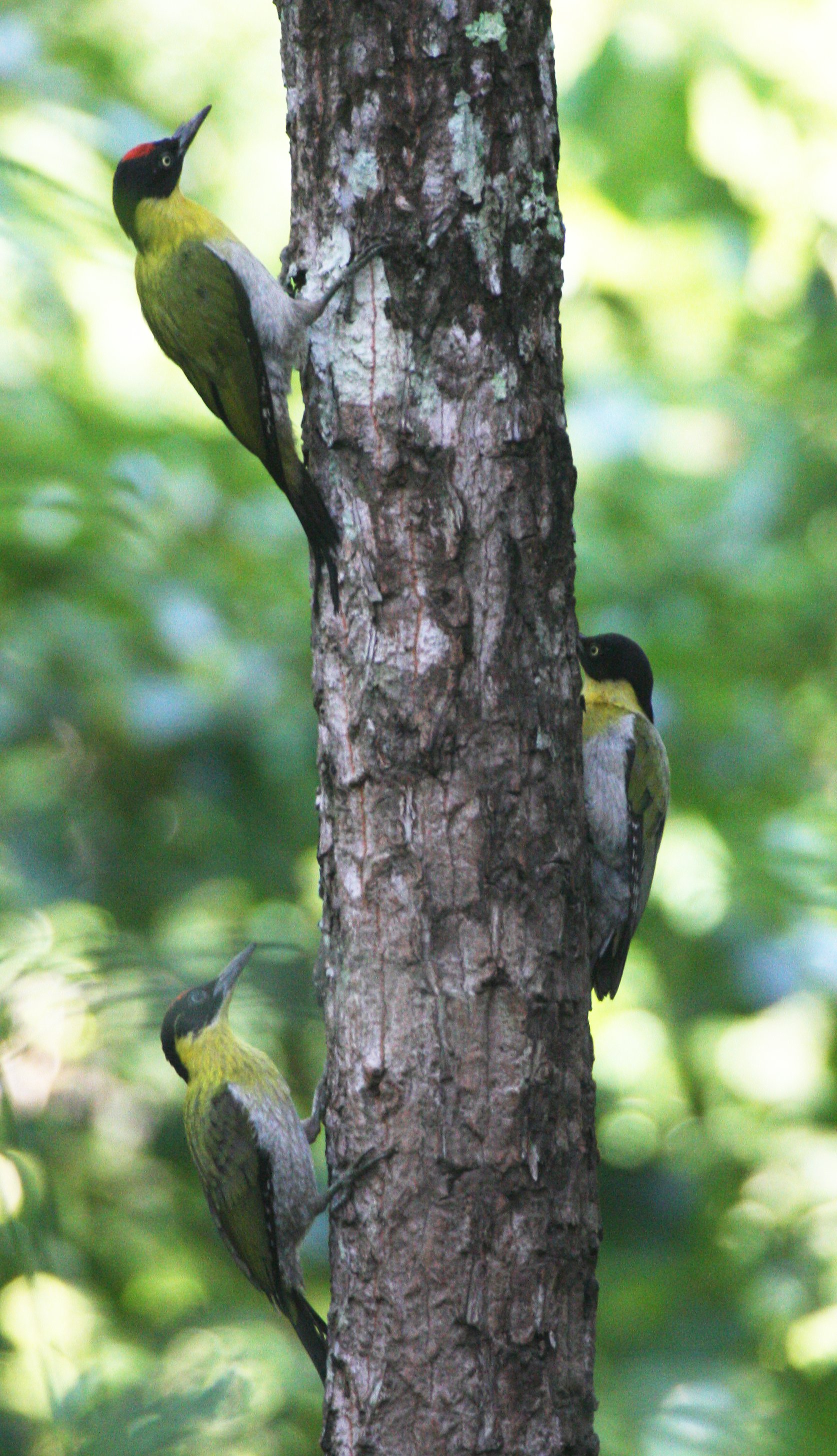 WOODPECKER - BLACK-HEADED WOODPECKER - Picus erythropygius - HUAI KHA KHAENG NWS THAILAND (5).JPG