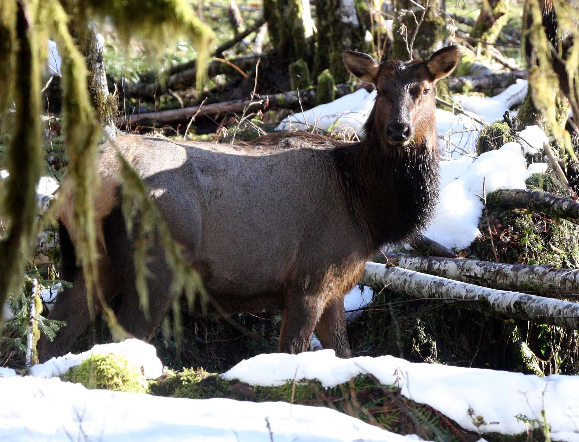 CERVID - ELK- ROOSEVELT ELK - HOH RAINFOREST WA (17).JPG