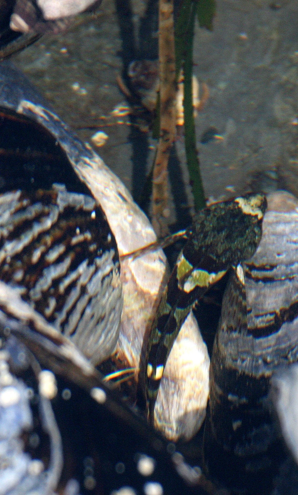 FISH - SCULPIN SPECIES A - TONGUE POINT WA (4).JPG