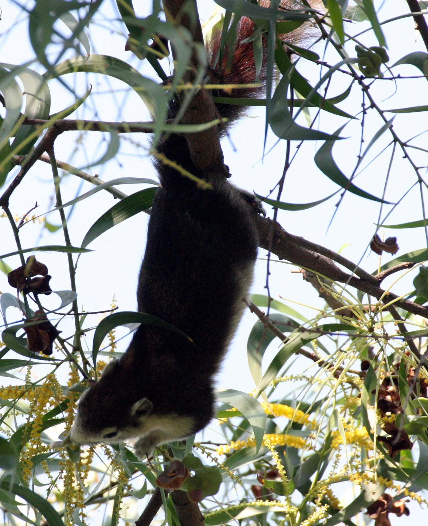 Callosciuris finlaysonii bocourti - BOCOURT'S VARIABLE SQUIRREL - LUMPINI PARK THAILAND (20).JPG