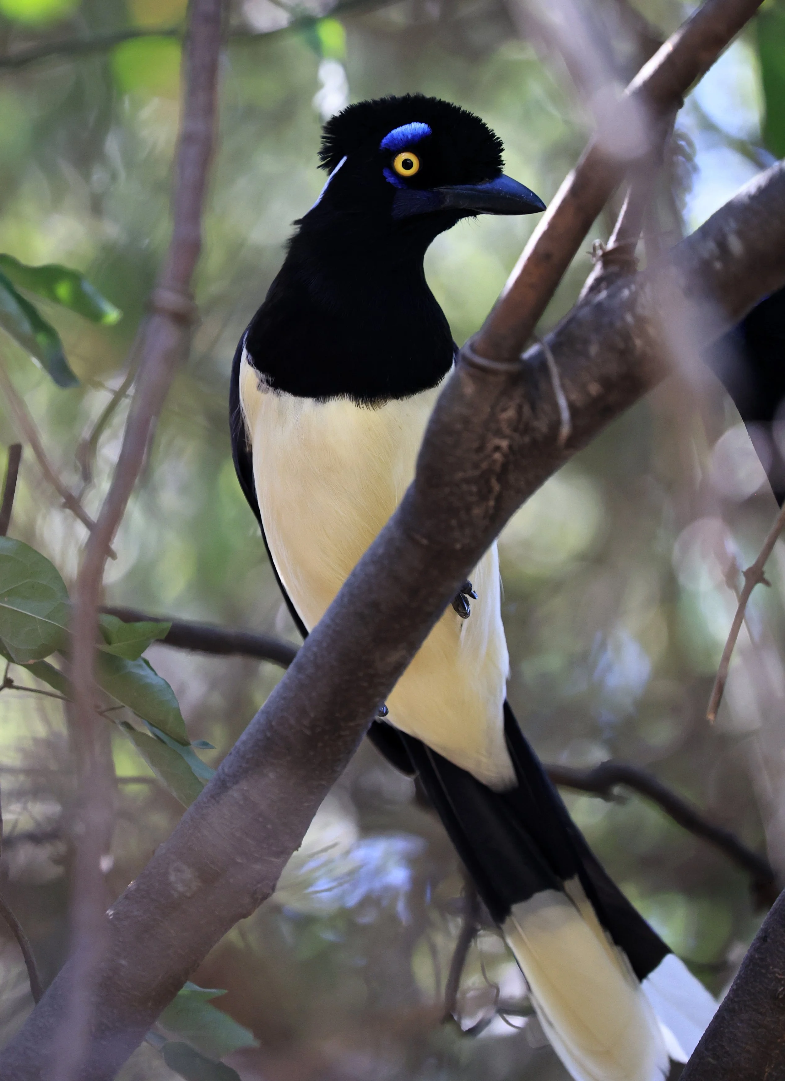 Plush-crested Jay (Cyanocorax chrysops) Agua Dulce Paraguay (8).jpg