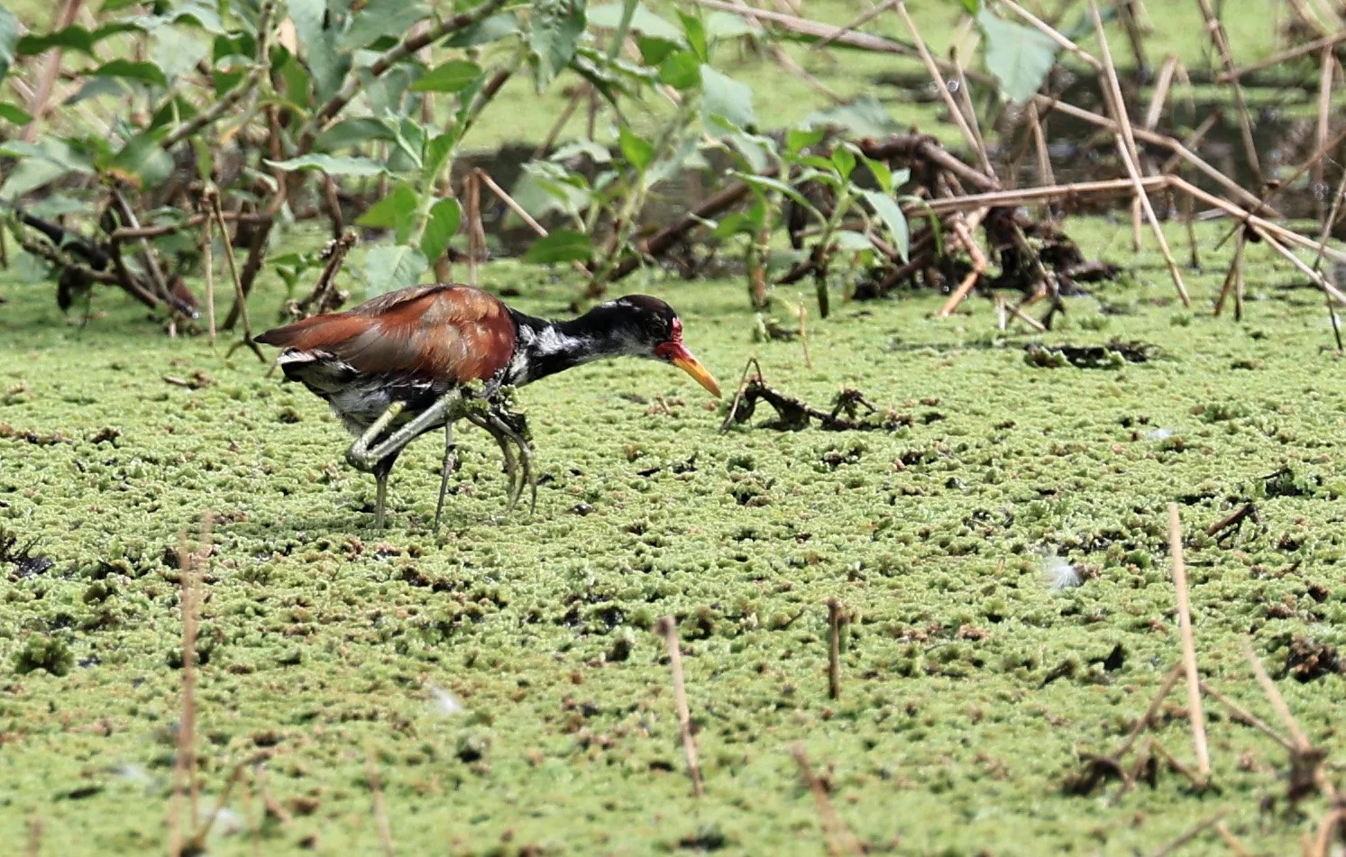 Wattled Jacana (Jacana jacana) Agua Dulce Paraguay (6).jpg