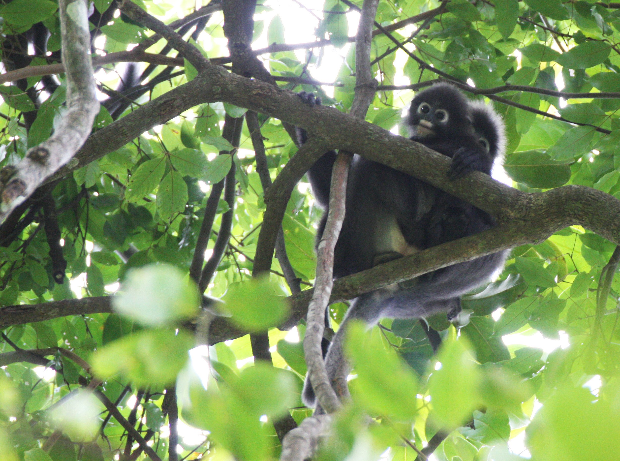 CERCOPITHECIDAE - Trachypithecus obscurus flavicauda - BLOND-TAILED (DUSKY) LANGUR - KOH LANTA NP THAILAND (17).JPG