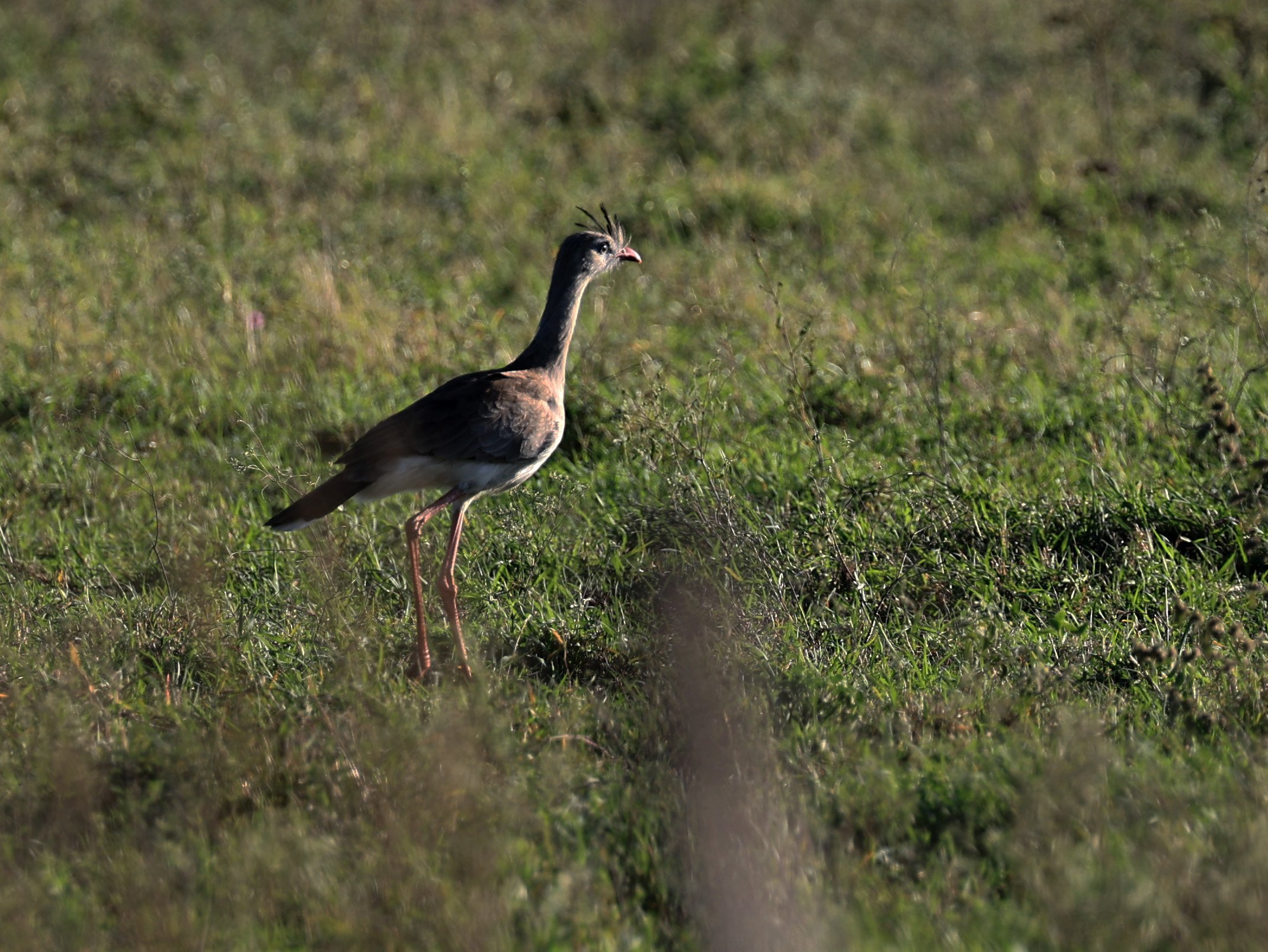 Red-legged Seriema (Cariama cristata) Neuland Mennonite Colony Paraguay (9).jpg