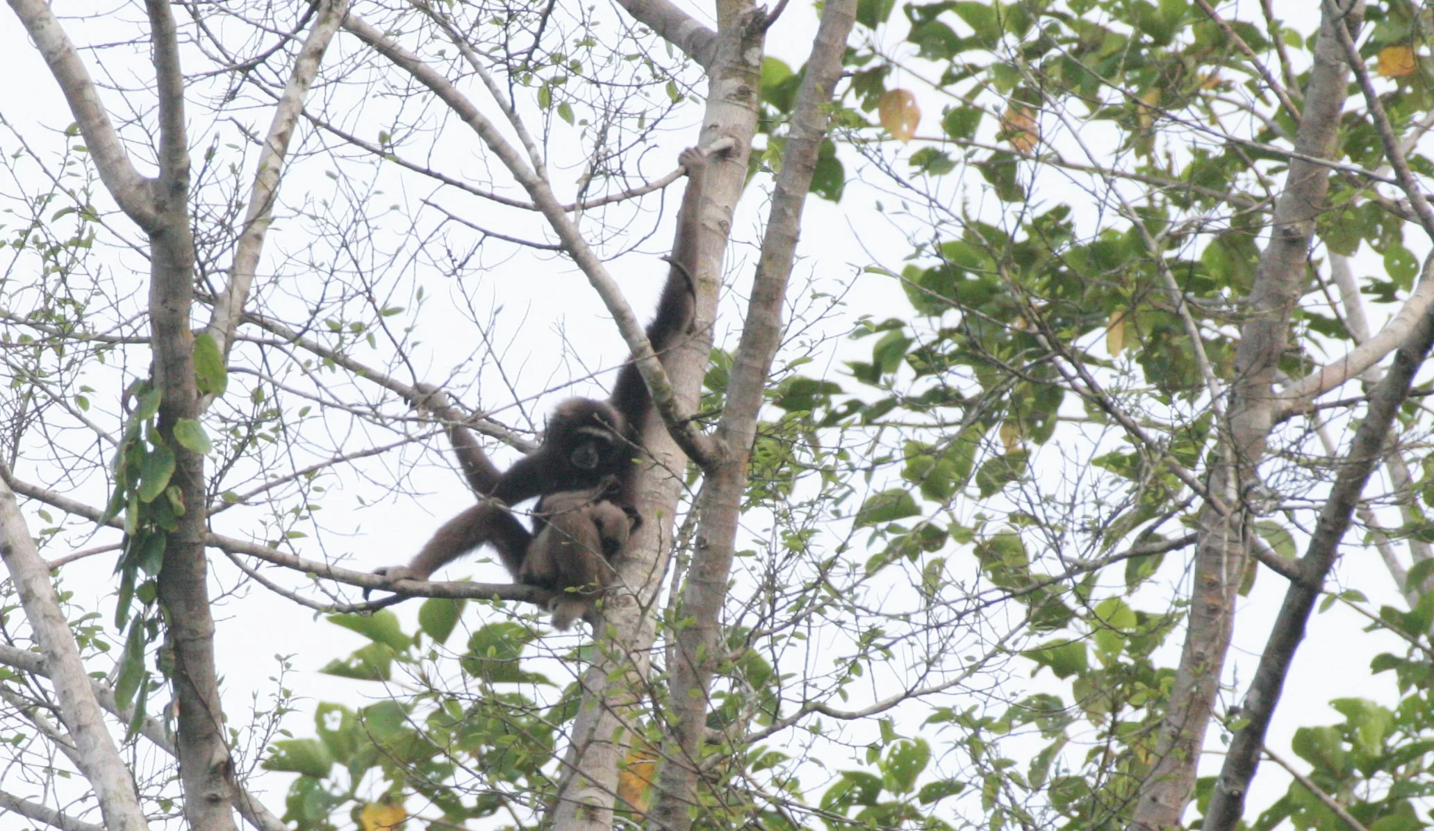 HYLOBATIDAE - Hylobates muelleri - MUELLER'S (GRAY) GIBBON - TABIN WILDLIFE RESERVE  (140).JPG