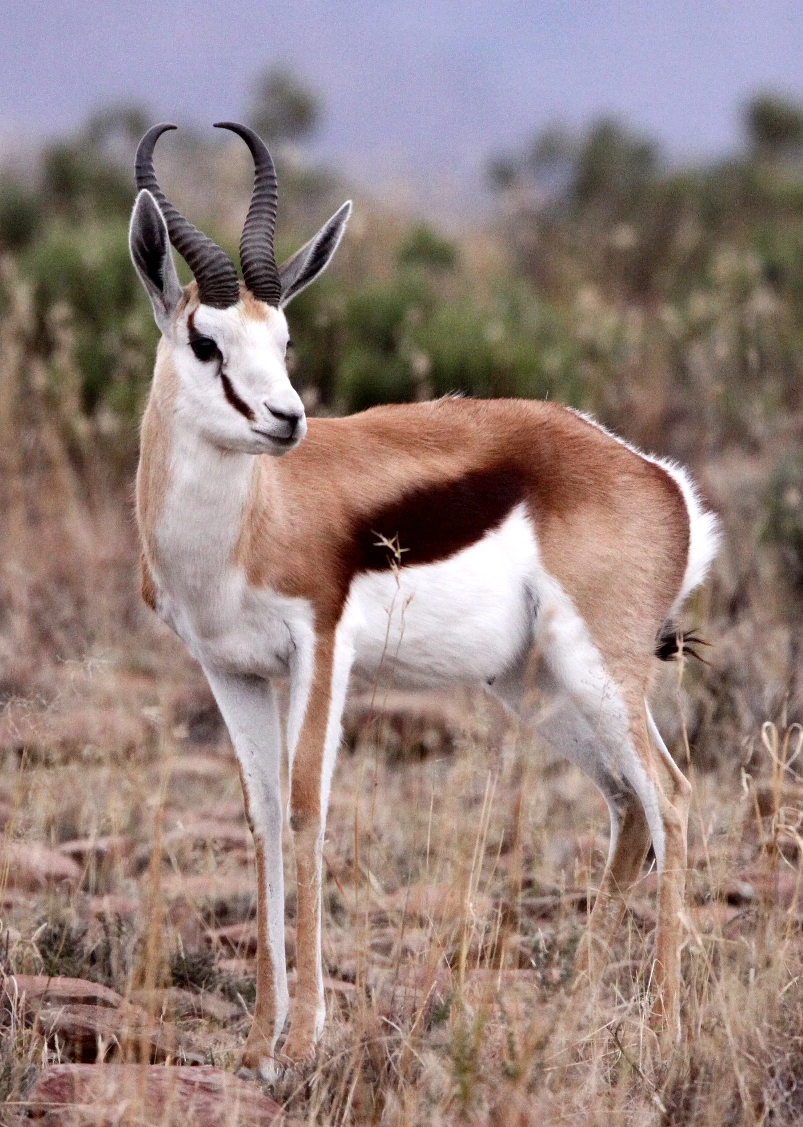SPRINGBOK - SOUTH AFRICAN SPRINGBOK - Antidorcus marsupialis - MOUNTAIN ZEBRA  NATIONAL PARK SOUTH AFRICA (2).JPG