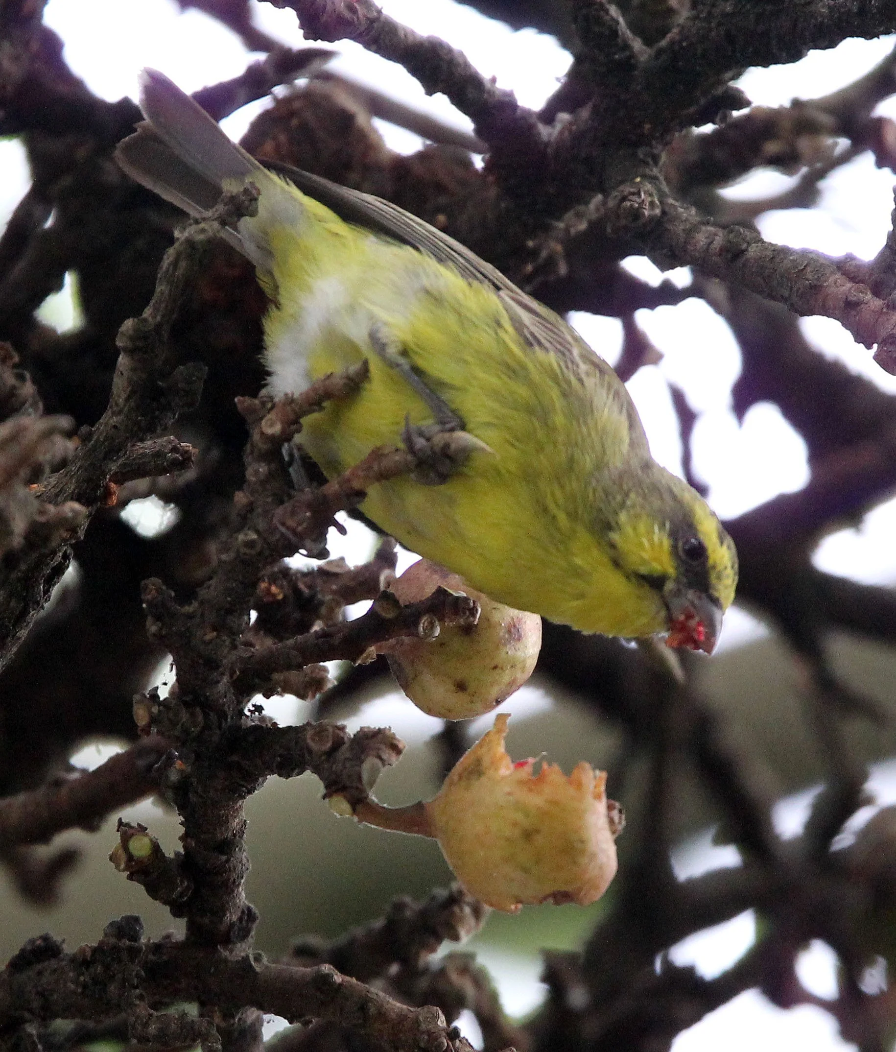 Yellow-crowned Canary (Serinus flavivertex) Ruhengeri, Rwanda (3).JPG