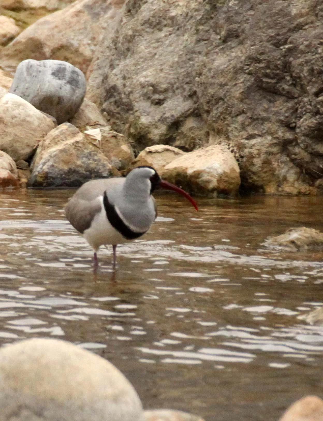 BIRD - IBISBILL - FOPING NATURE RESERVE SHAANXI PROVINCE CHINA (22).JPG