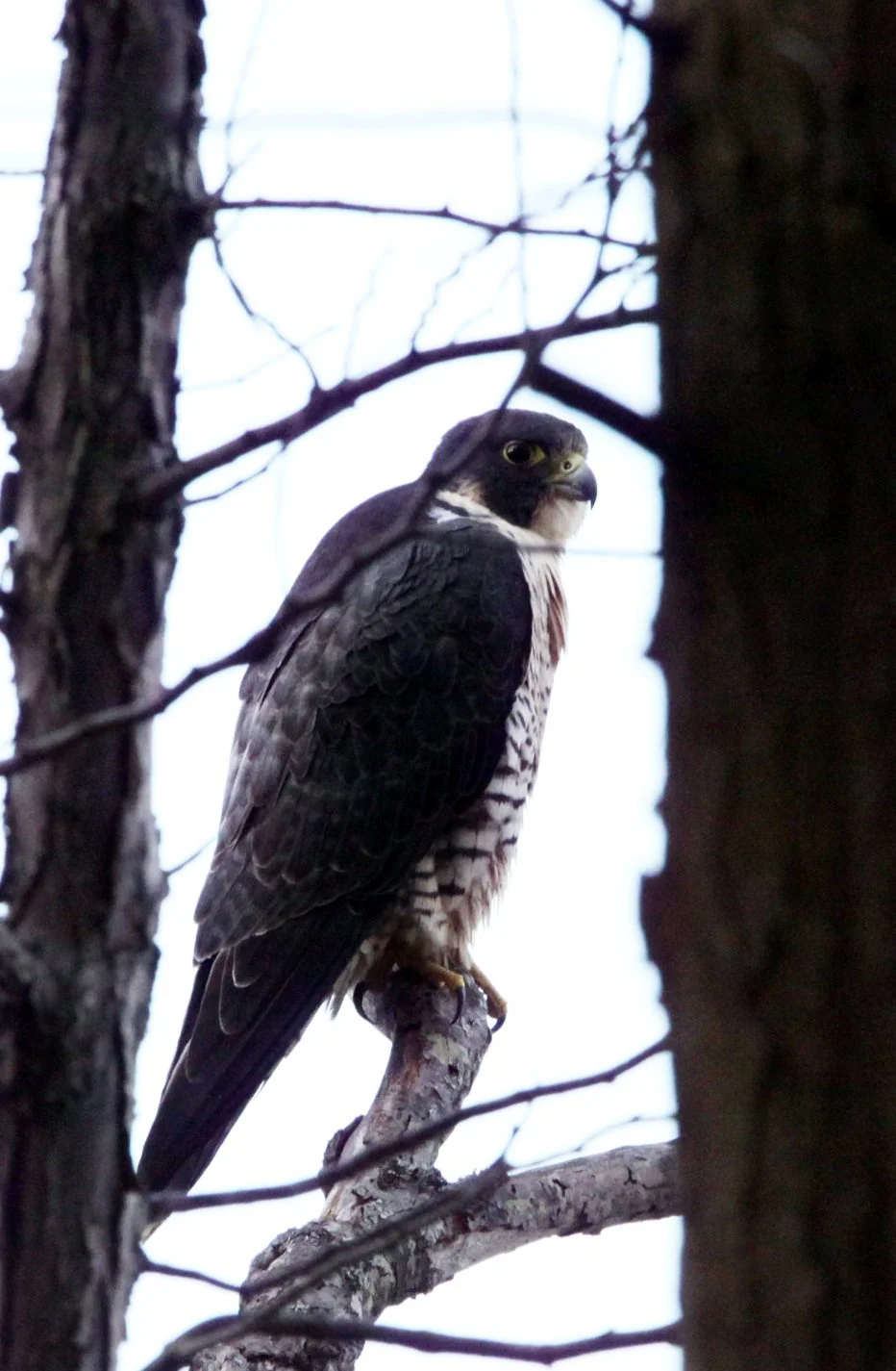 Falco peregrinus pealei - PEALE'S PEREGRINE FALCON - LAKE FARM BLUFFS WA (15).JPG