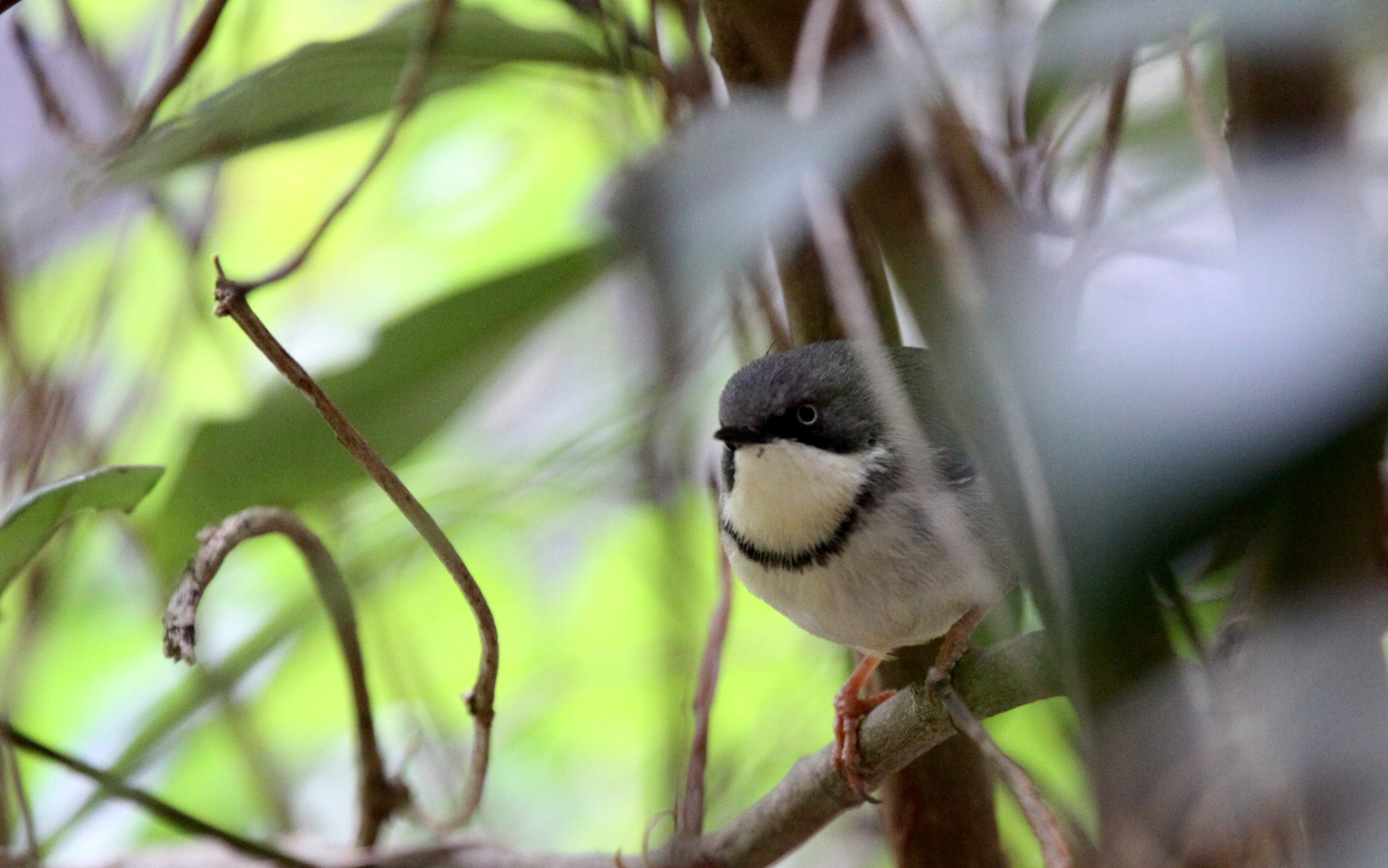 Bar-throated Apalis - Apalis thoracica - Tsitsikamma NP, South Africa