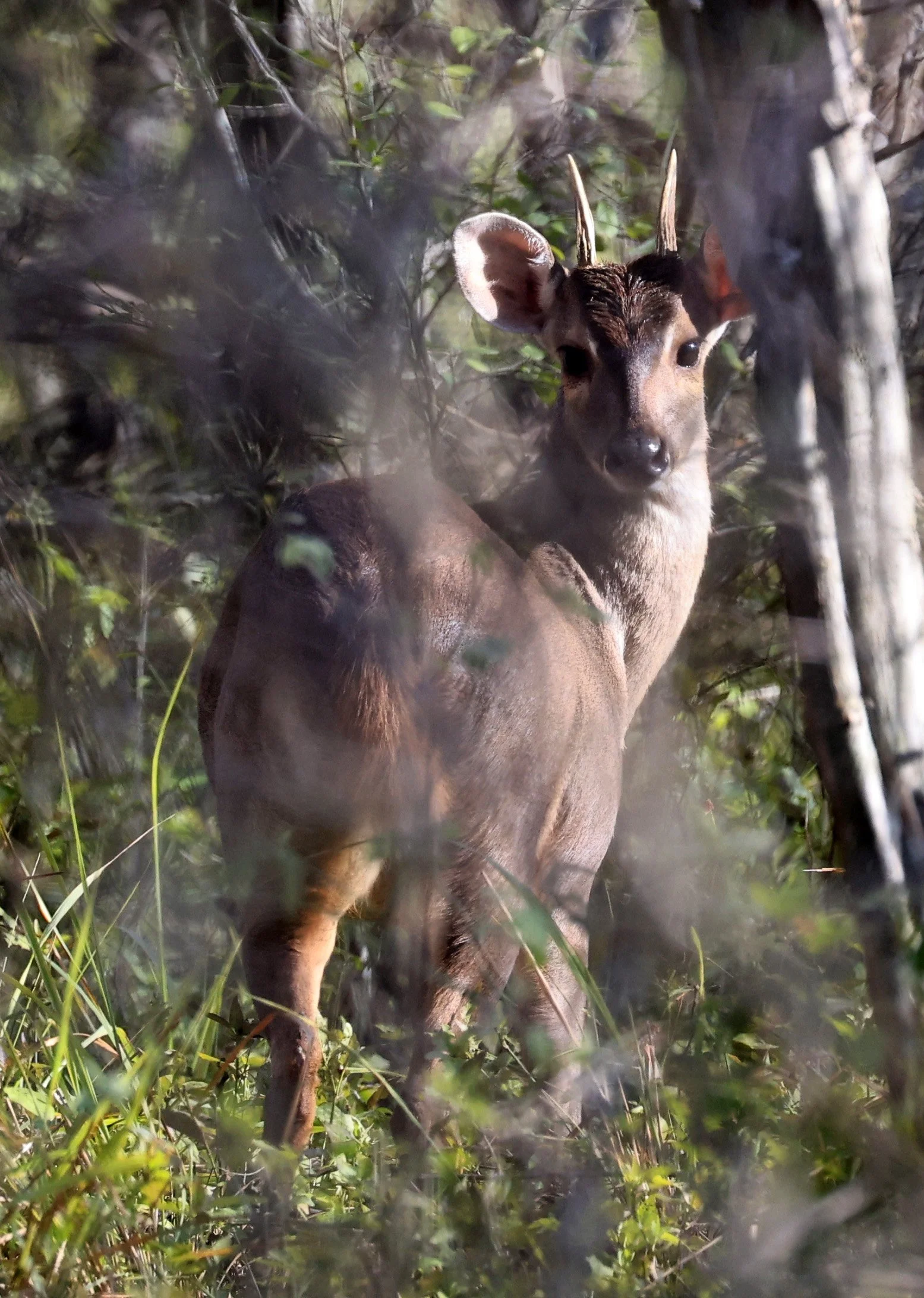 Southern Brown Brocket (Subulo gouazoubira) Selva Serena Natural Reserve (44).jpg