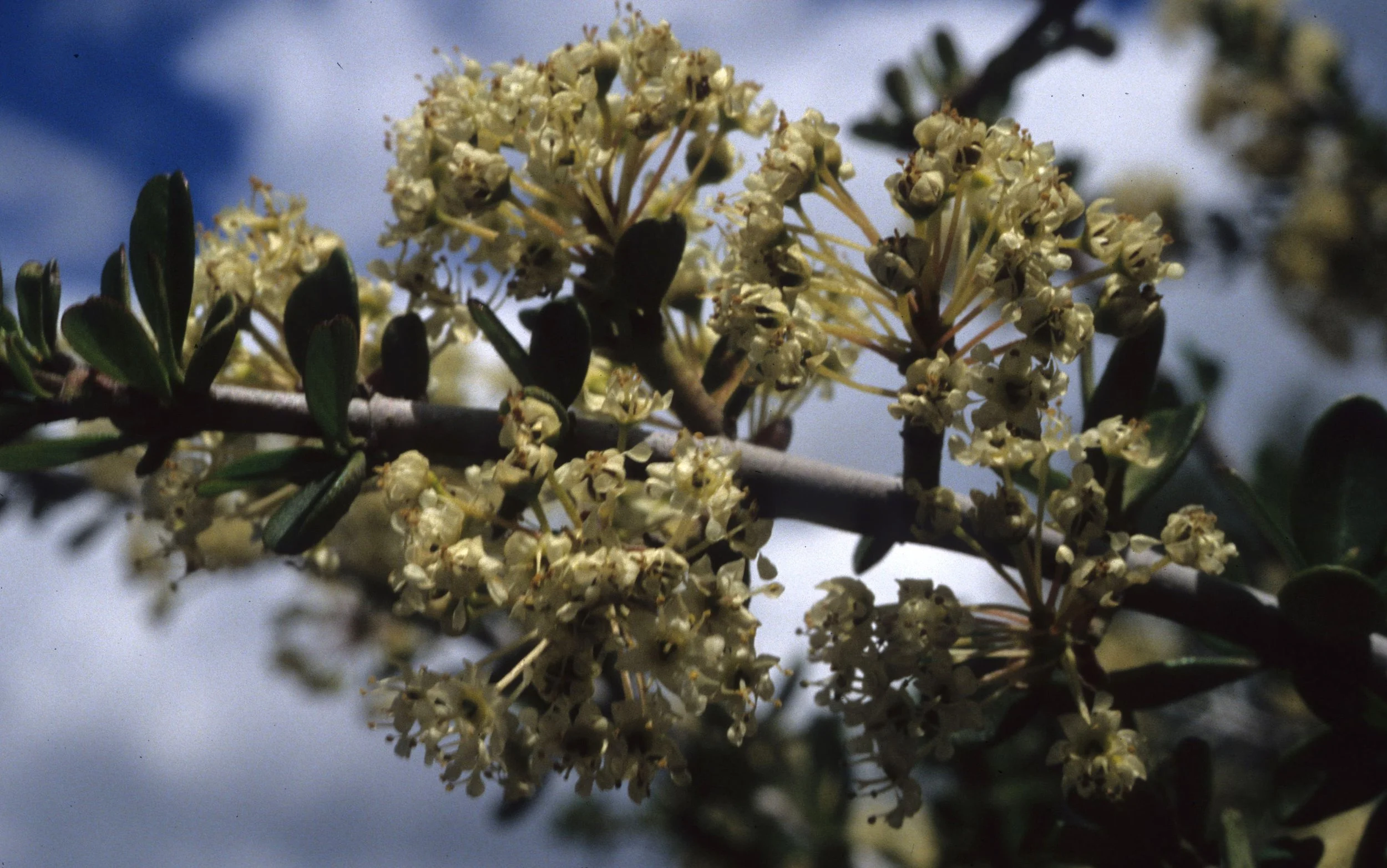 AMERICAN RIVER - UNIDENTIFIED PLANT SPECIES.jpg