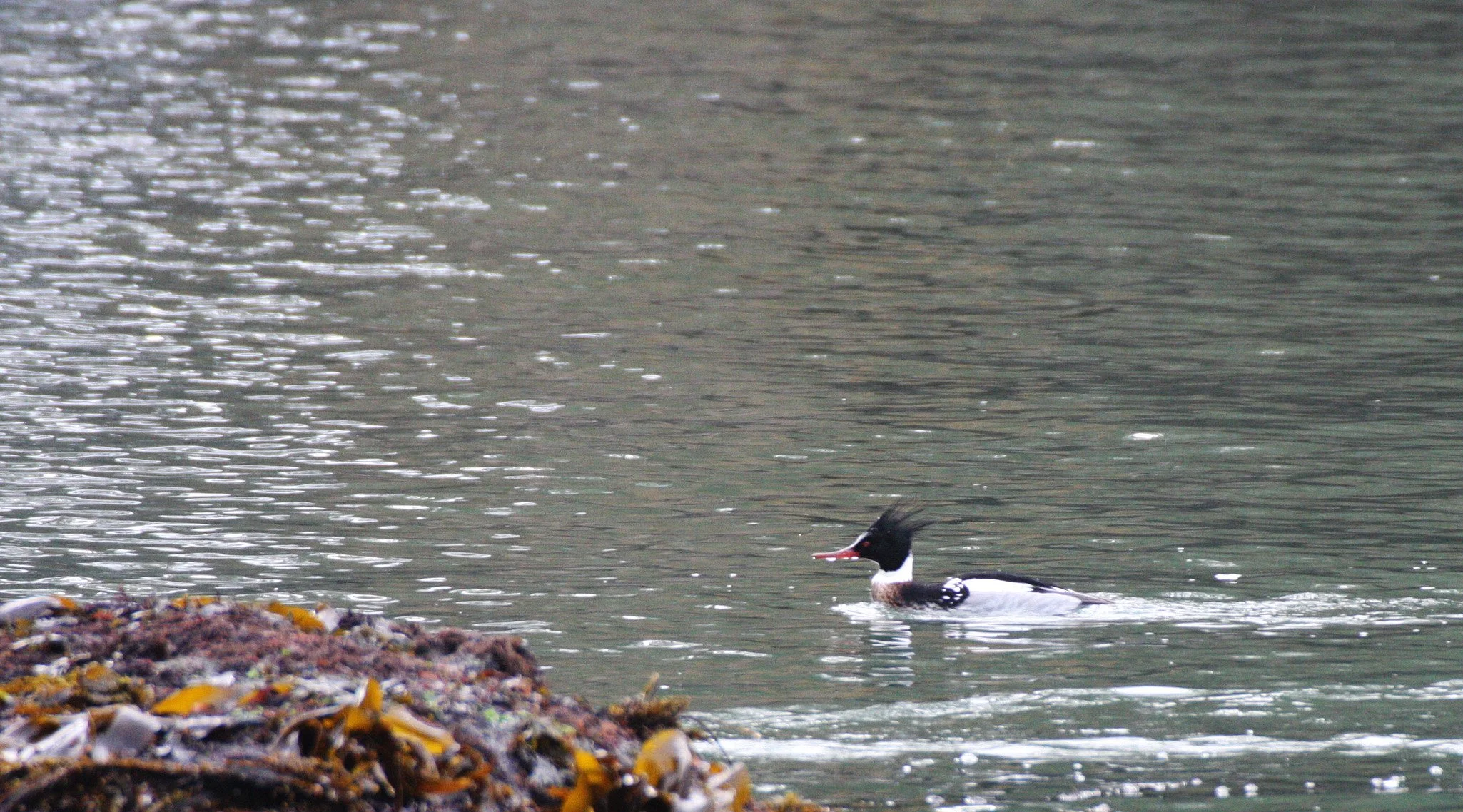 MERGANSER - RED-BREASTED MERGANSER - Mergus serrator - SALT CREEK STATE PARK OLYMPIC PENINSULA WASHINGTON (12).JPG