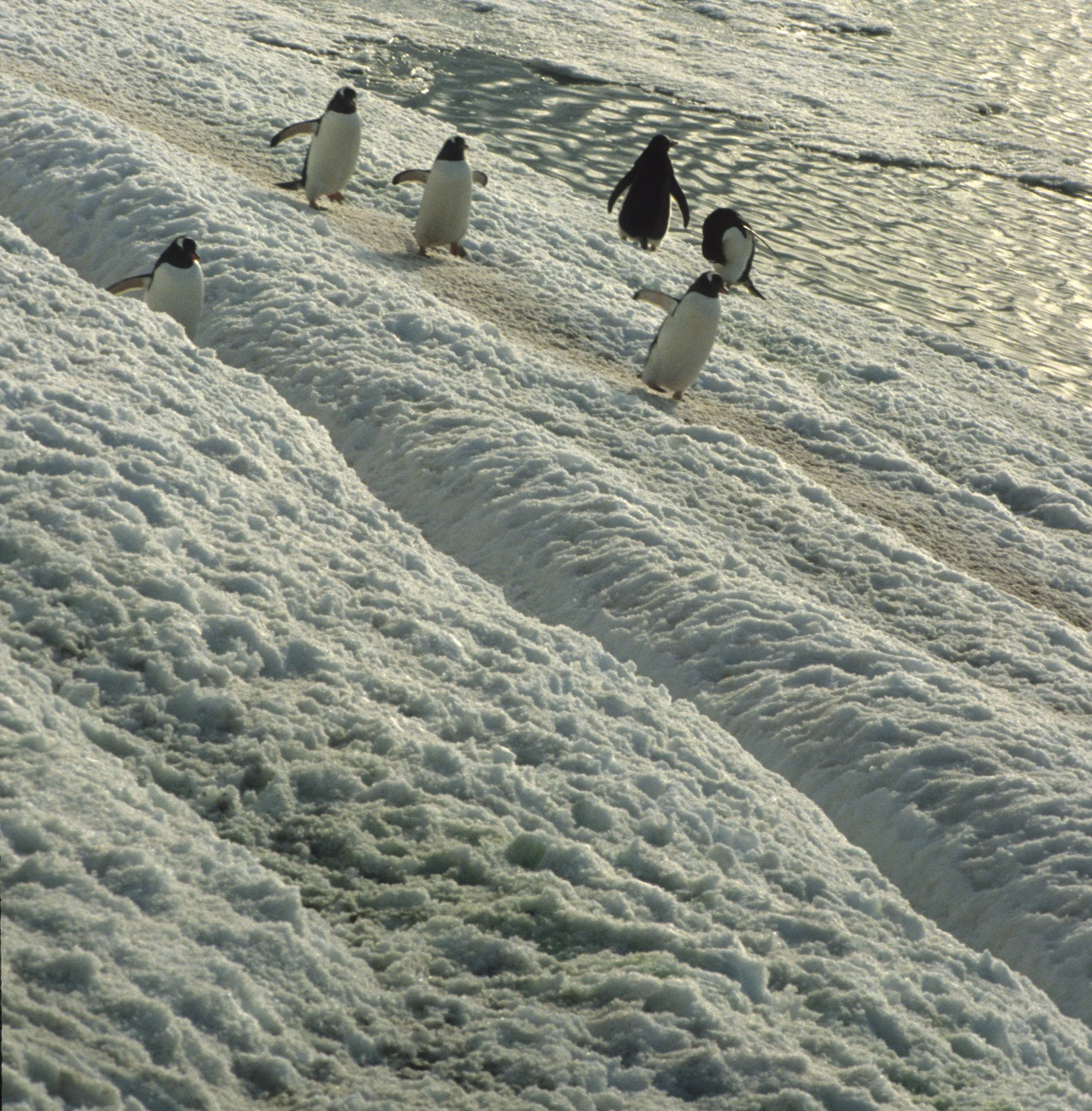 Gentoo Penguin (Pygoscelis papua) Danco Island Antarctic Peninsula (35).jpg