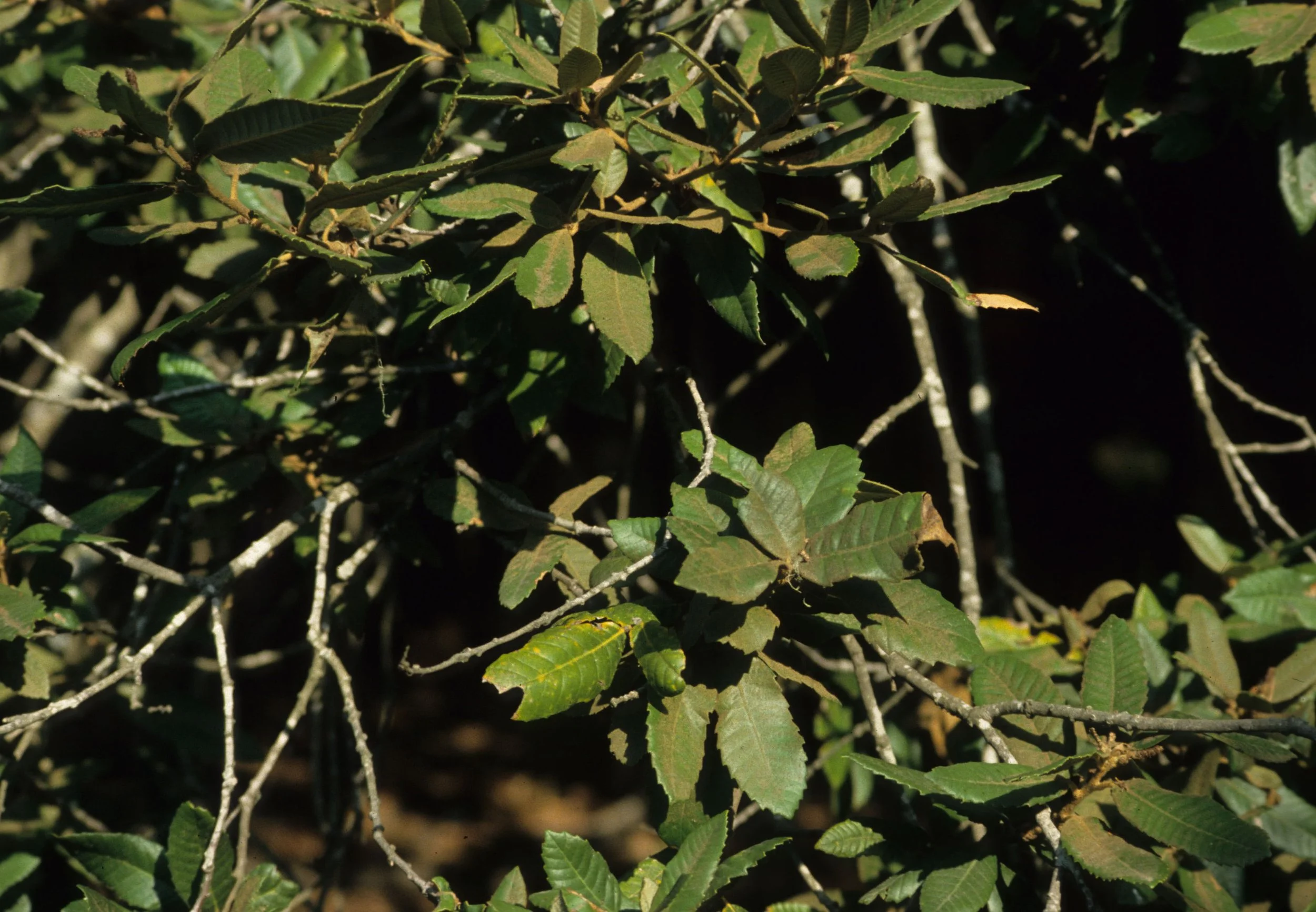 CALIFORNIA - POINT REYES - LITHOCARPUS DENSIFLORA - TANOAK.jpg