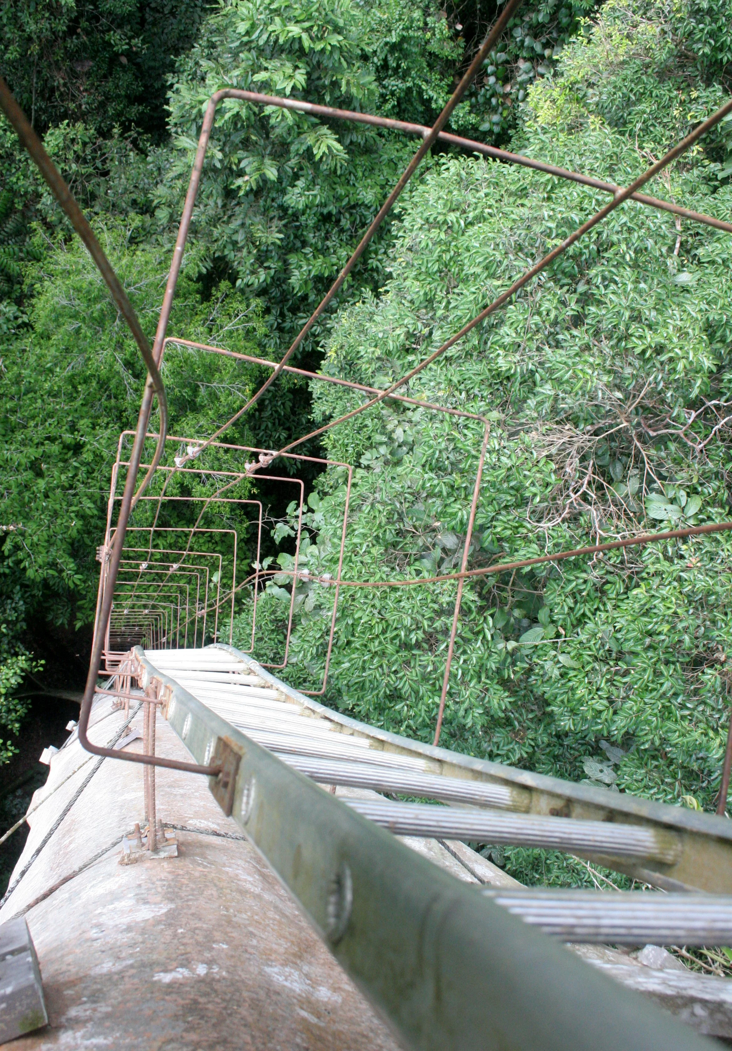 DANUM VALLEY BORNEO - TREE PLATFORM (14).JPG