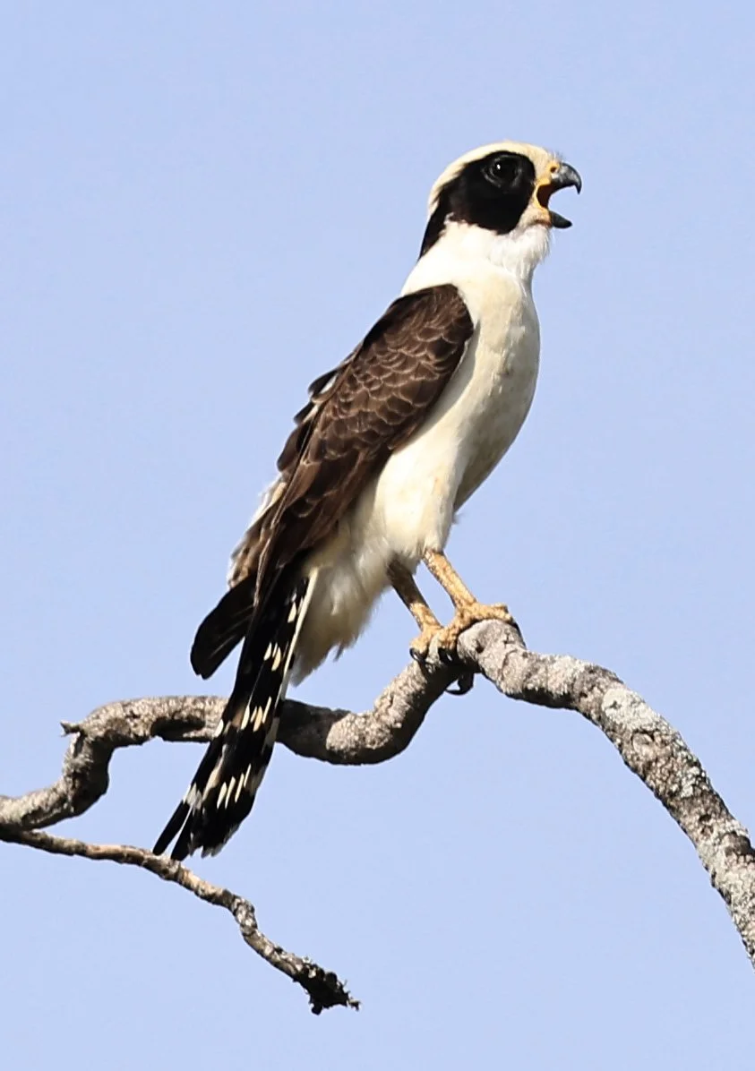 Laughing Falcon (Herpetotheres cachinnans) Reserva Natural Canada el Carmen, Paraguay (15).jpg