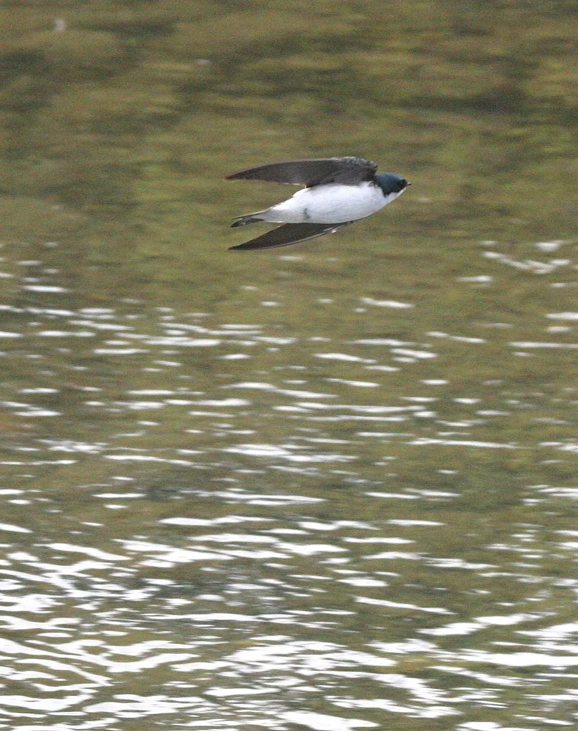 BIRD - SWALLOW - TREE SWALLOW - MORSE CREEK MOUTH WA (6).JPG