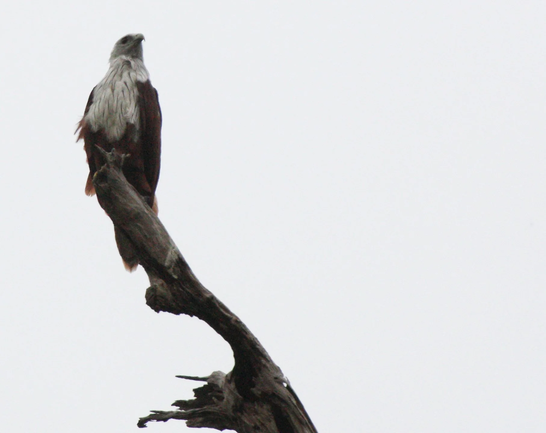 KITE - BRAHMINY KIT - Haliastur indus - KOH LANTA THAILAND (68).JPG