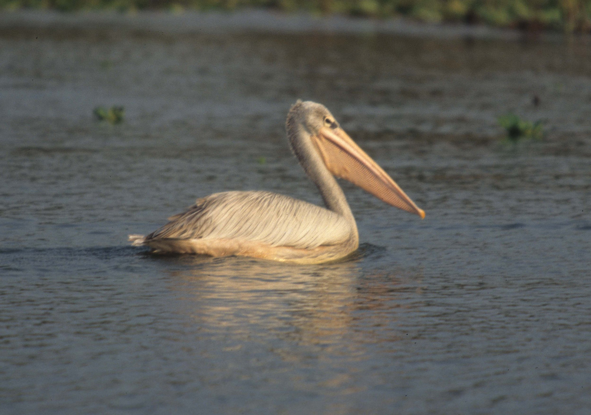 BIRDS - PELICAN - PINKBILLED - NAMIBIA.jpg