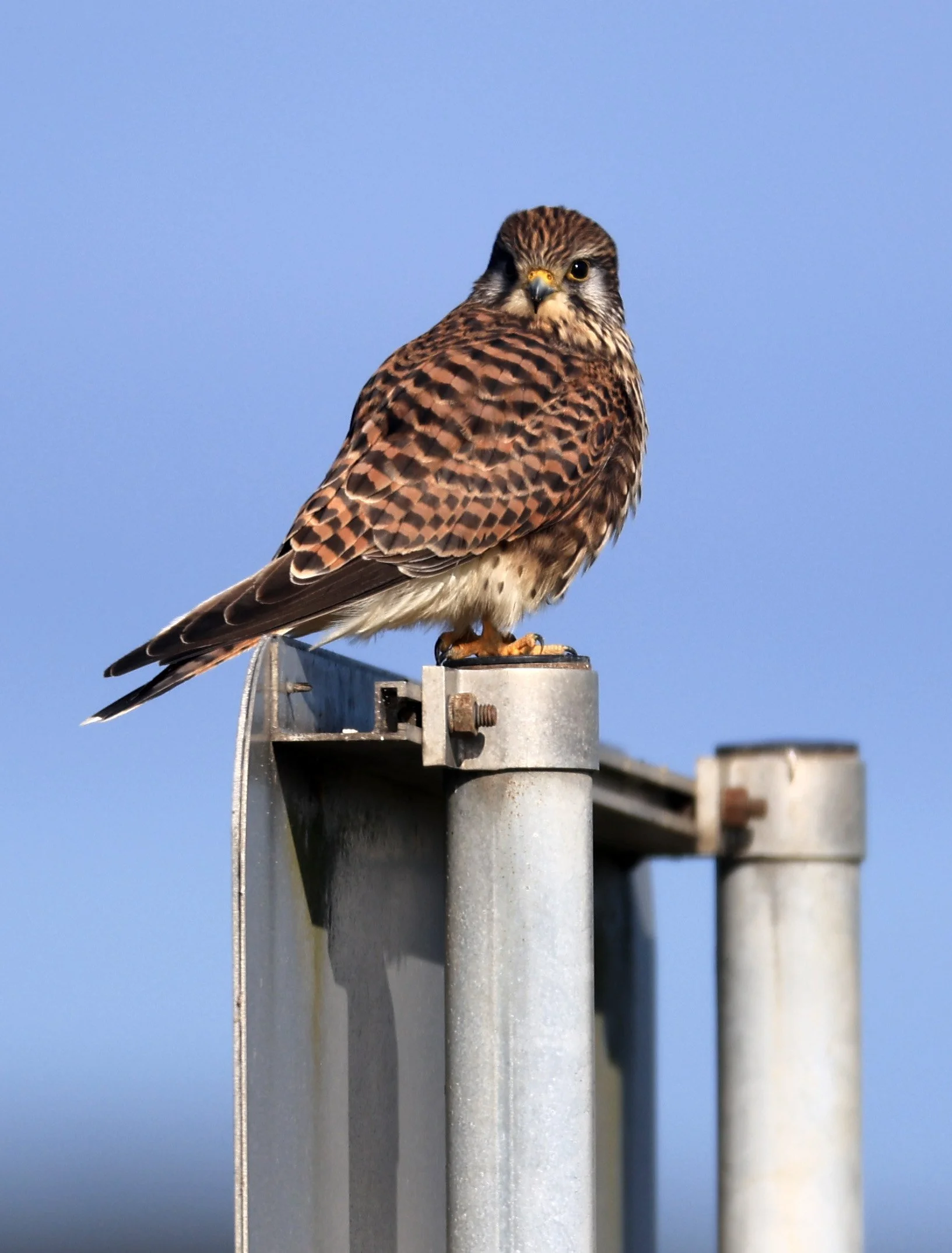 Eurasian or Common Kestrel (Falco tinnunculus) Izumi Crane Center and Fields Izumi Kagoshima Japan (26).jpg