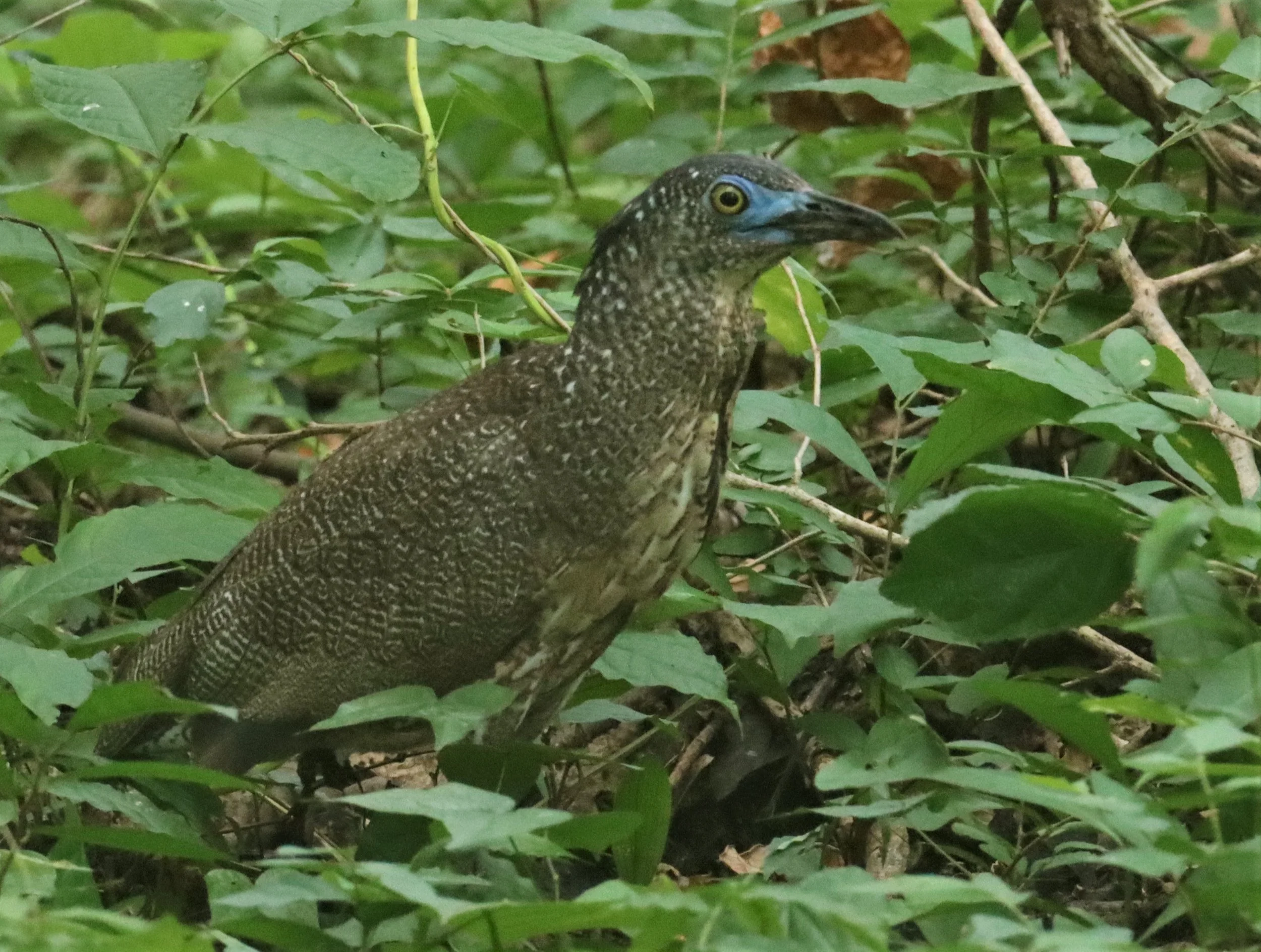 HERON - MALAYSIAN NIGHT HERON - Gorsachius melanolophus - BAAN MAKA RESORT PETBURI (18).jpg