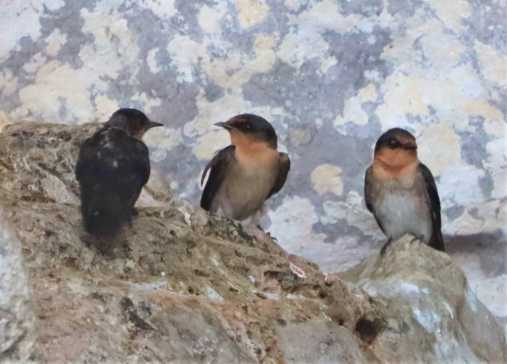 Barn Swallow (Hirundo rustica) Ao Phang Nga NP Thailand (13).jpg