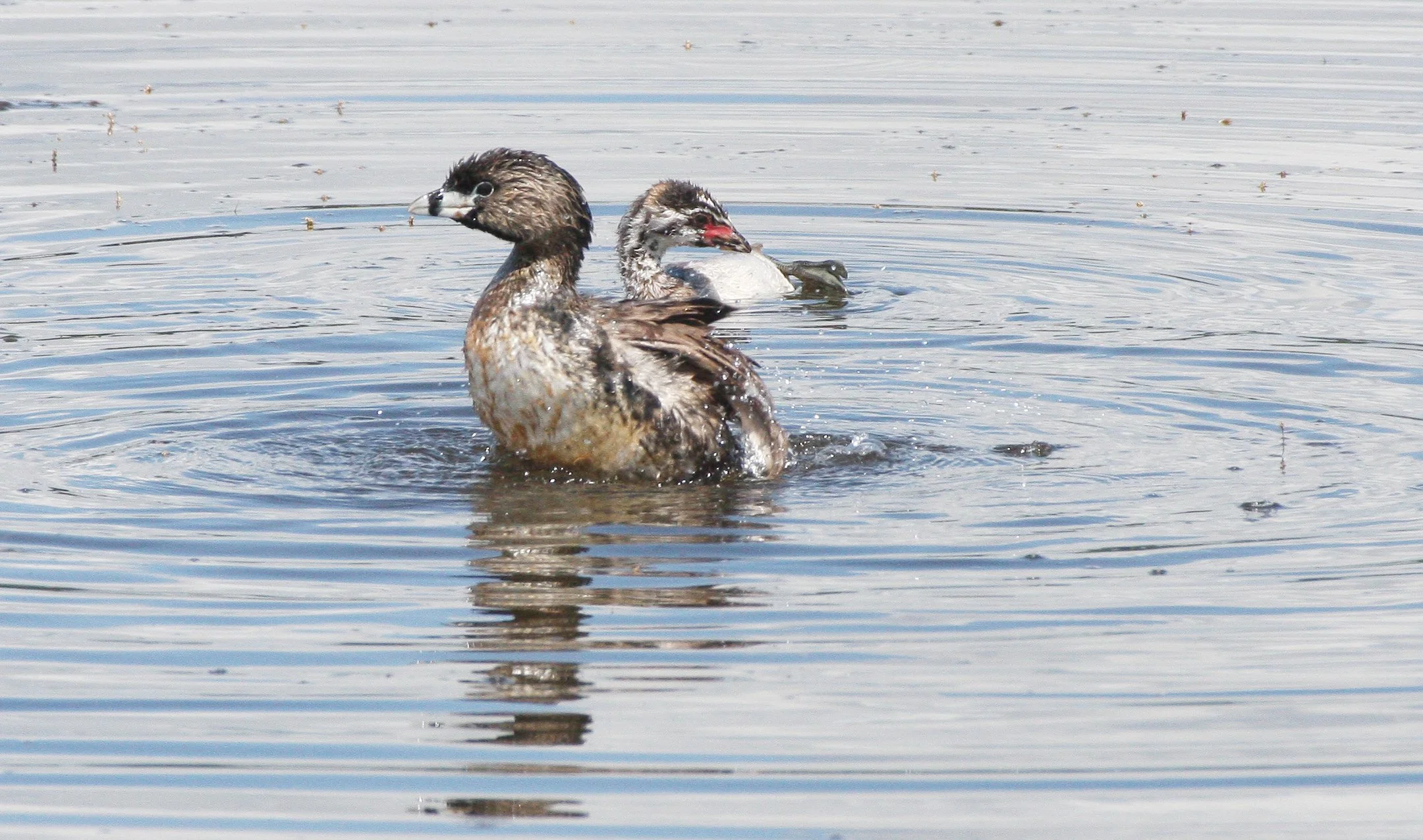 Pied-billed Grebe (Podilymbus podiceps) Ridgefield NWR Washington (61).JPG