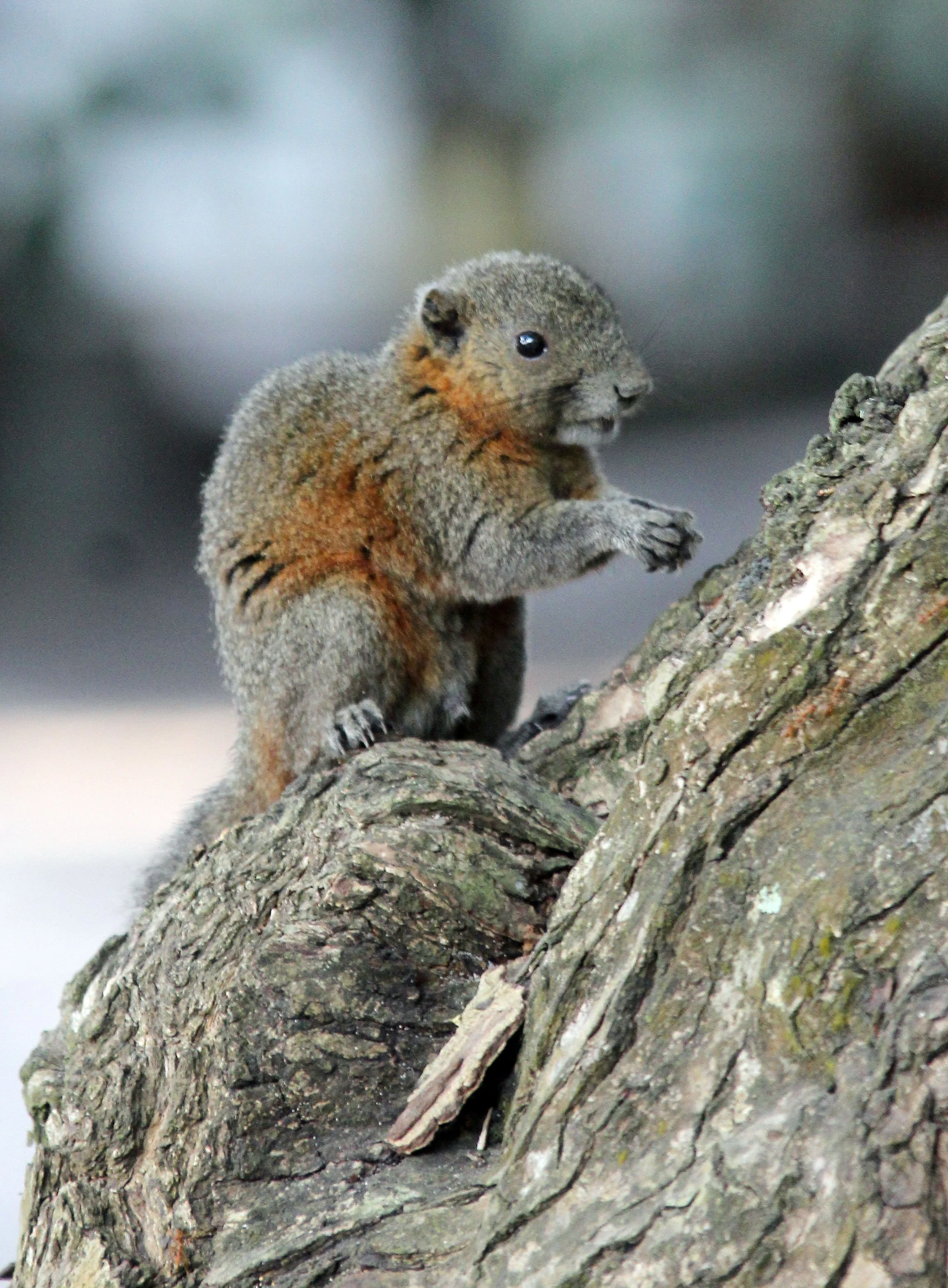 Callosciurus caniceps -  SIMILAN ISLANDS FEB 8-13, 2015 THAILAND (335).JPG