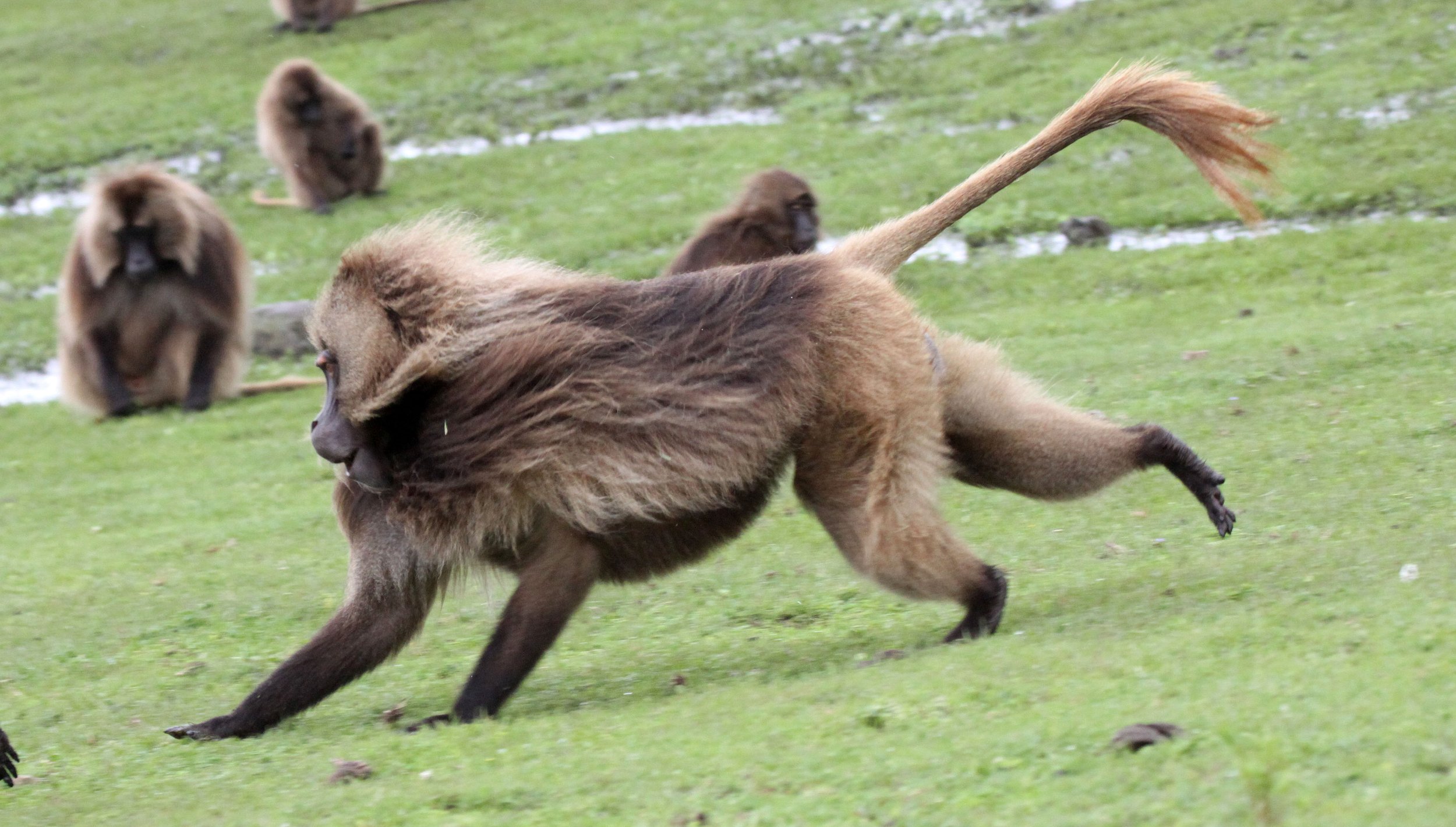 CERCOPITHECIDAE - Theropithecus gelada - GELADA - SIMIEN MOUNTAINS NATIONAL PARK ETHIOPIA (1457).JPG