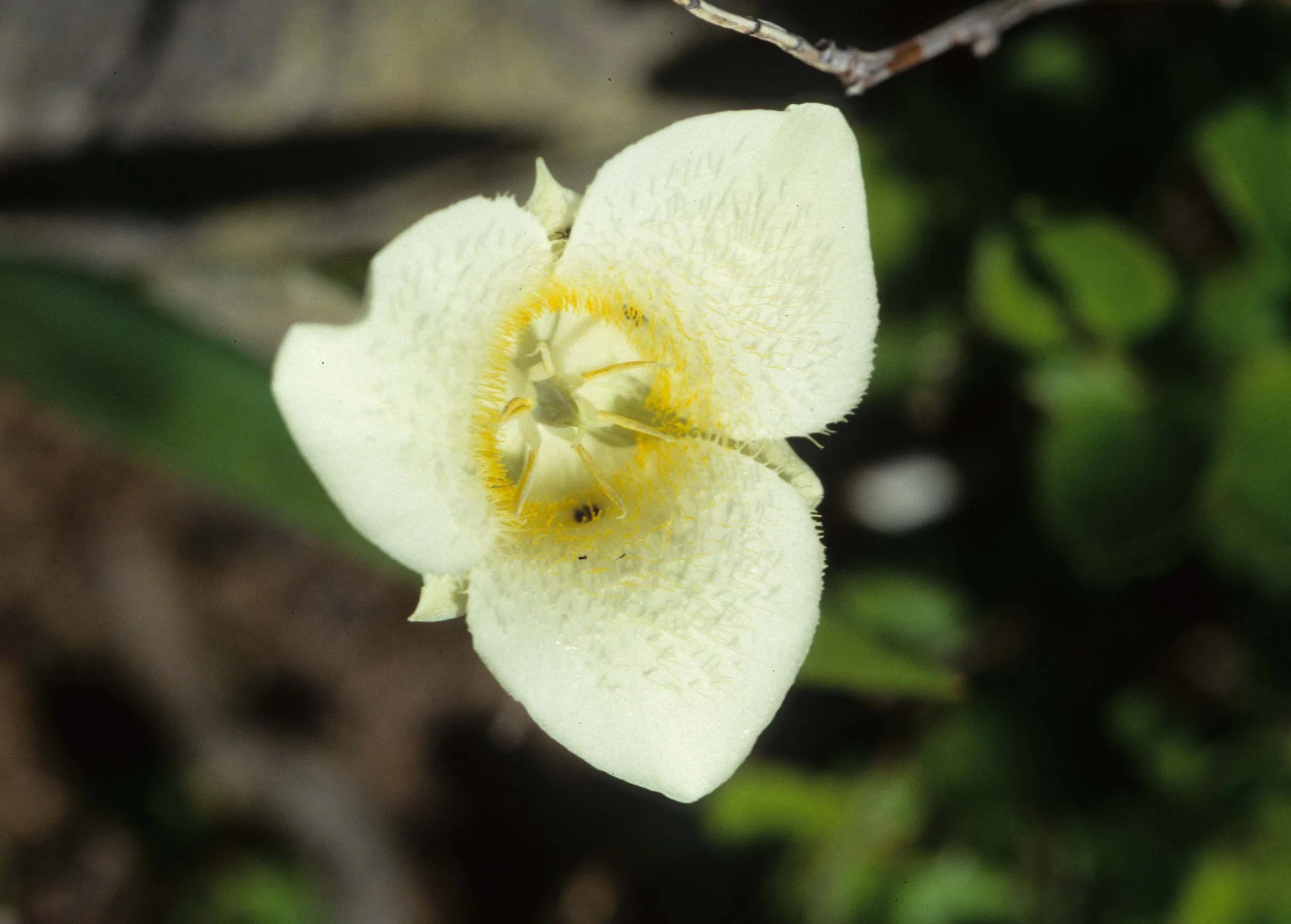 MONTANA - GLACIER - PLANT SPECIES D.jpg