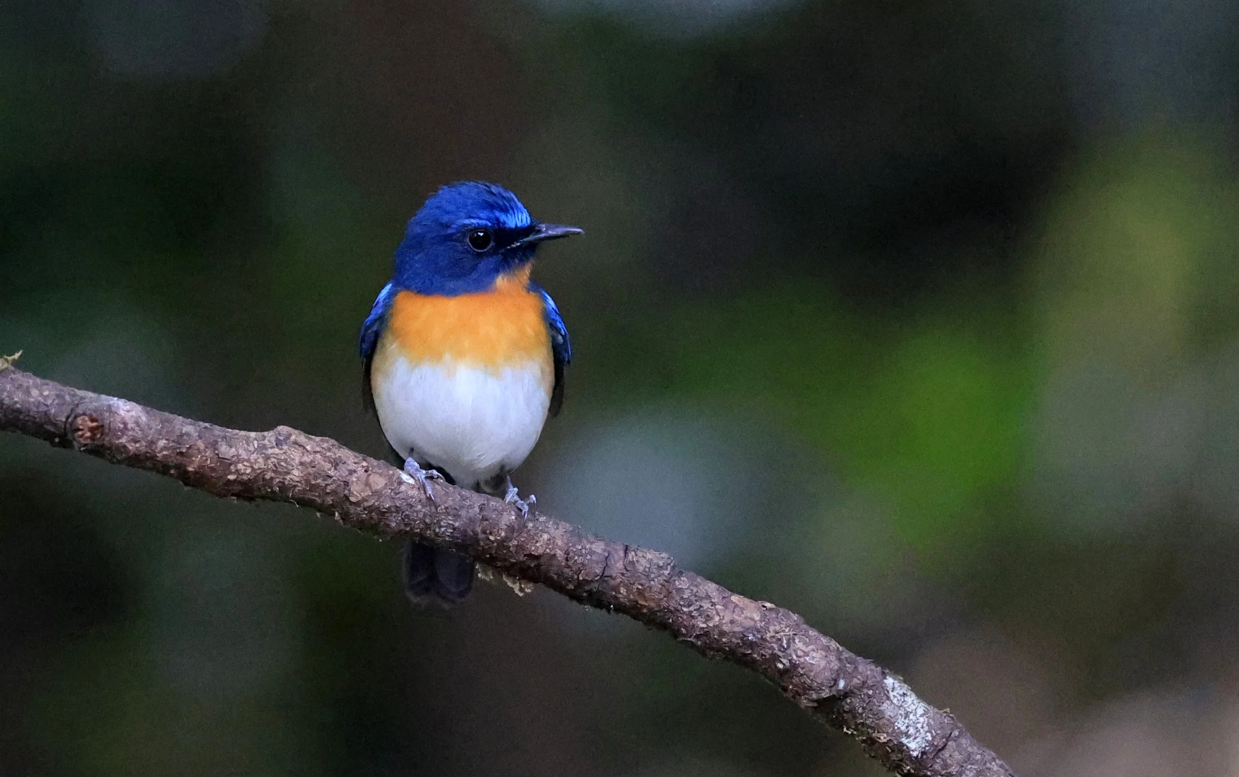 Indochinese Blue Flycatcher (Cyornis sumatrensis) Kaeng Krachan National Park ESS Expedition 2026 (15).jpg