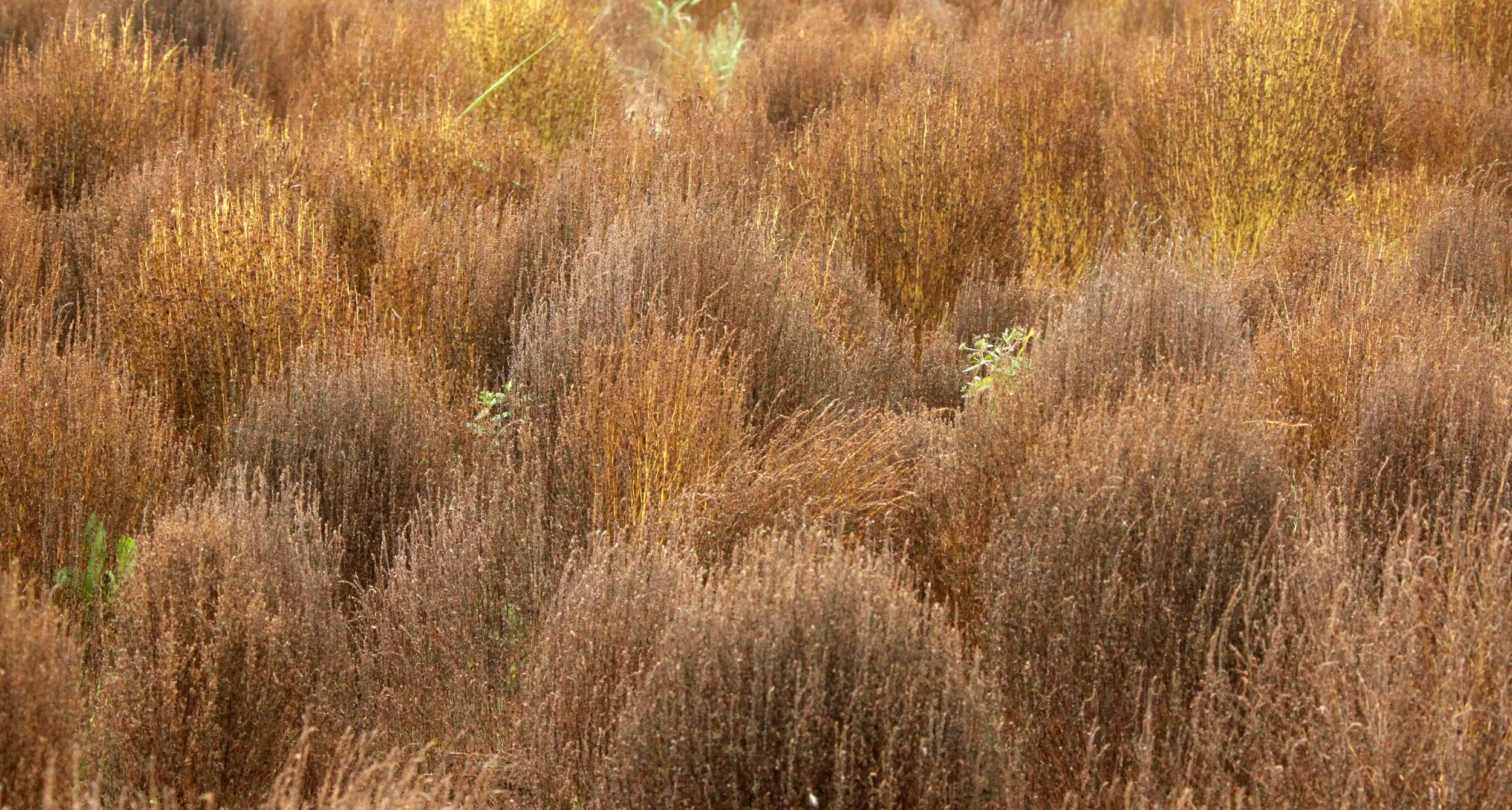 CHONGMING ISLAND DONGTAN WETLANDS RESERVE FIELD TRIP 2011 (25).JPG