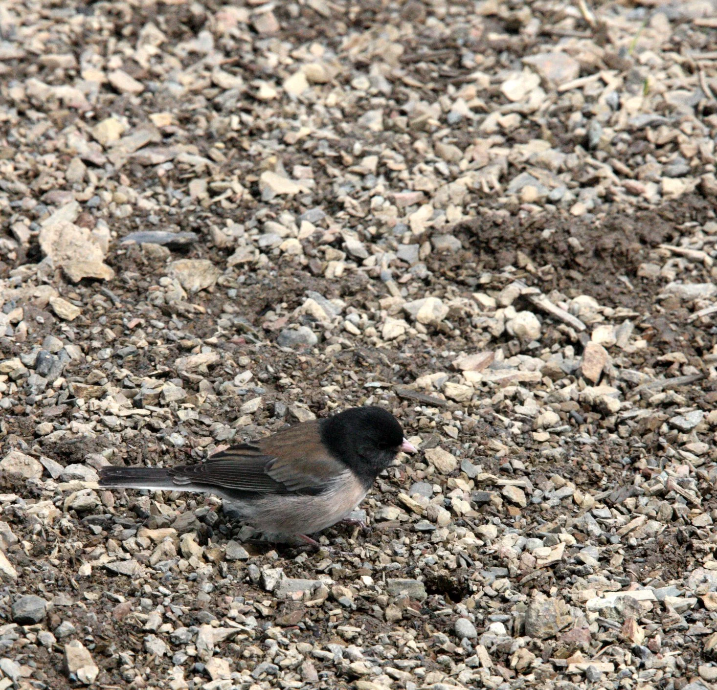 Dark-eyed Junco (Junco hyemalis) Hurricane Ridge Washington Olympic NP (3).JPG