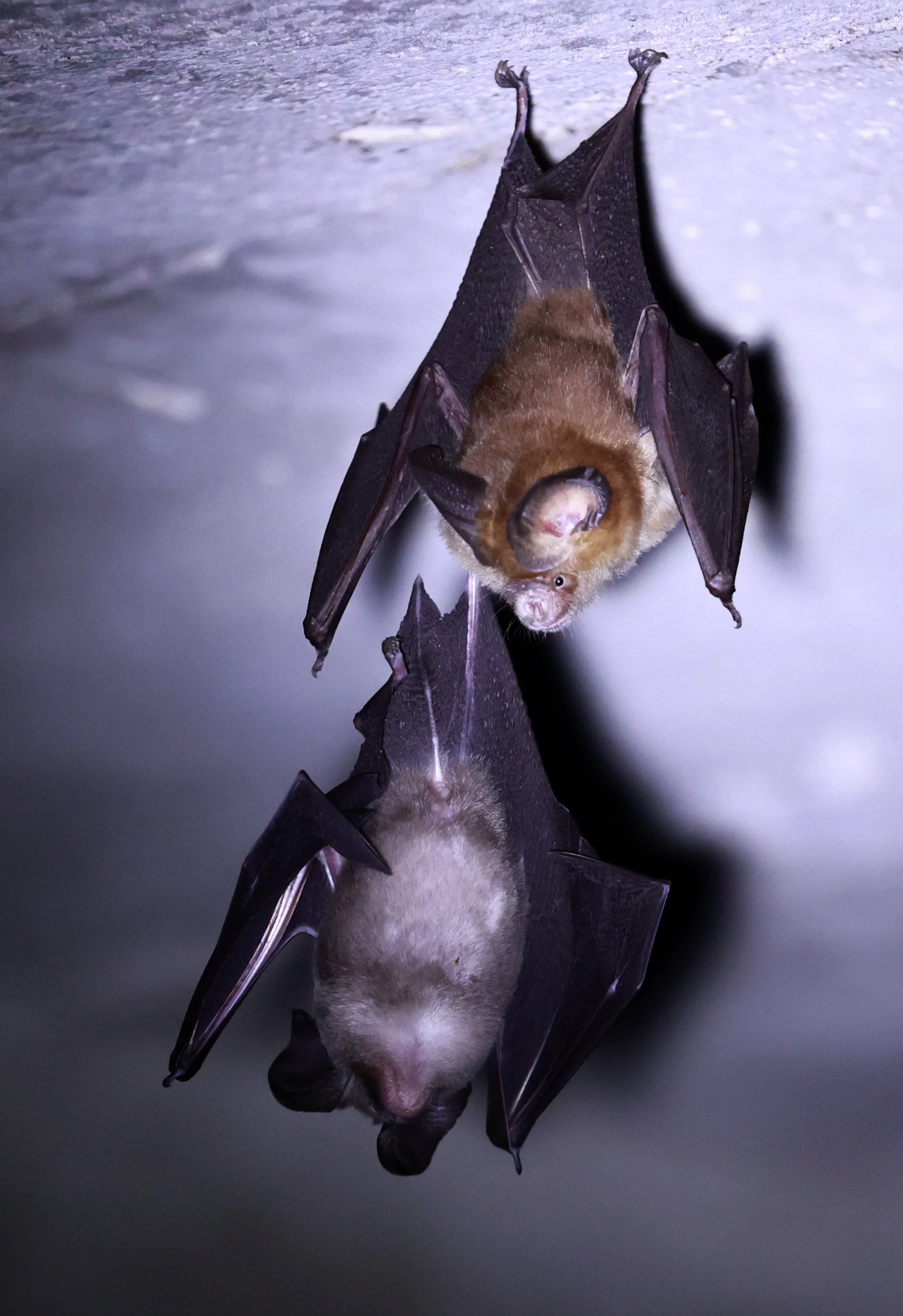 Hipposideros gentilis 