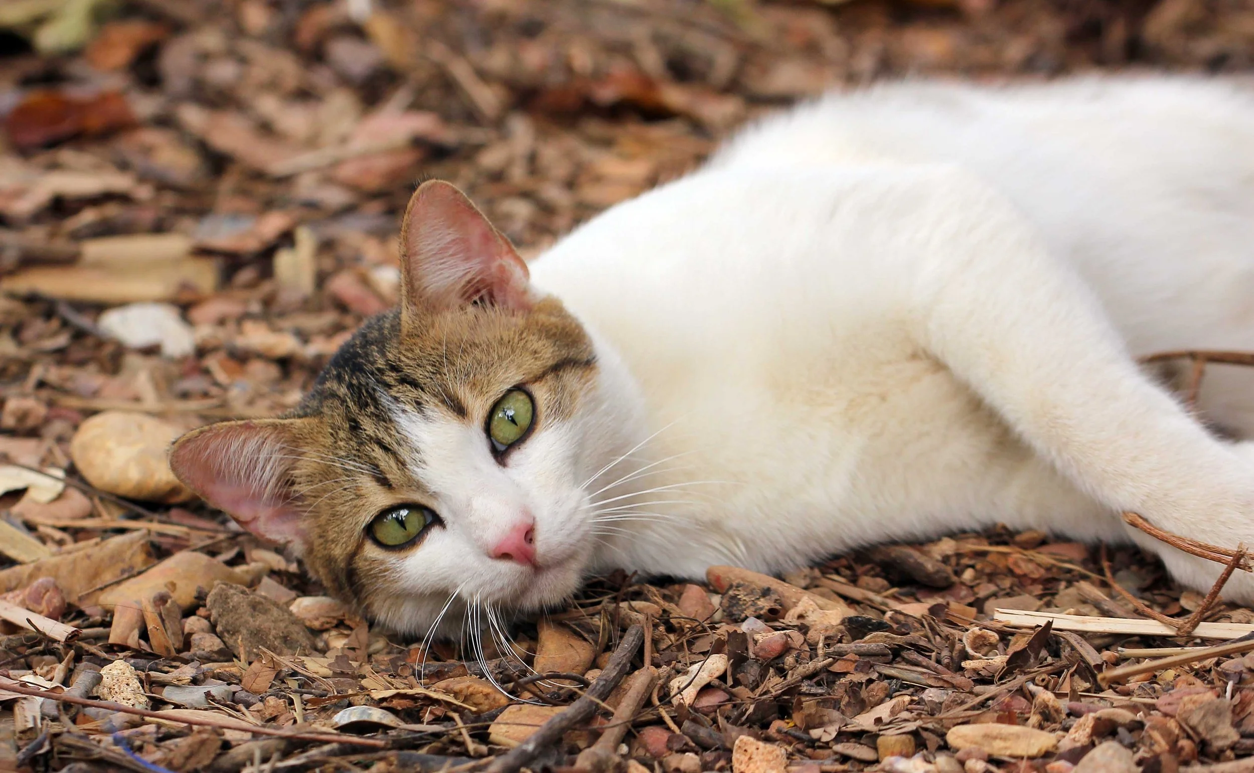 2015 Koh Lanta Songkran with friends from ISB (405).JPG