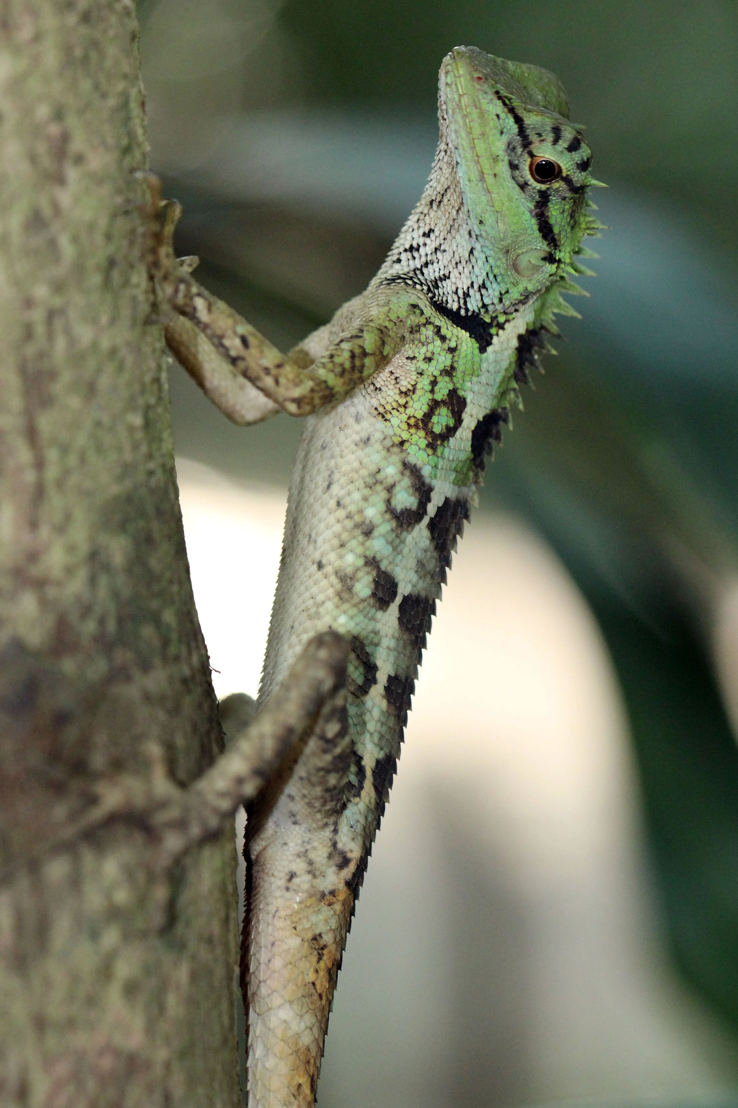 Calotes emma - EMMA GRAY'S FOREST LIZARD - KOH LANTA THAILAND (57).JPG