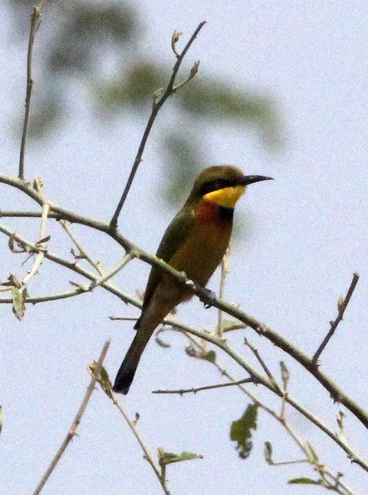 BIRD - BEE-EATER - LITTLE BEE-EATER - QUEEN ELIZABETH NATIONAL PARK UGANDA (3).JPG