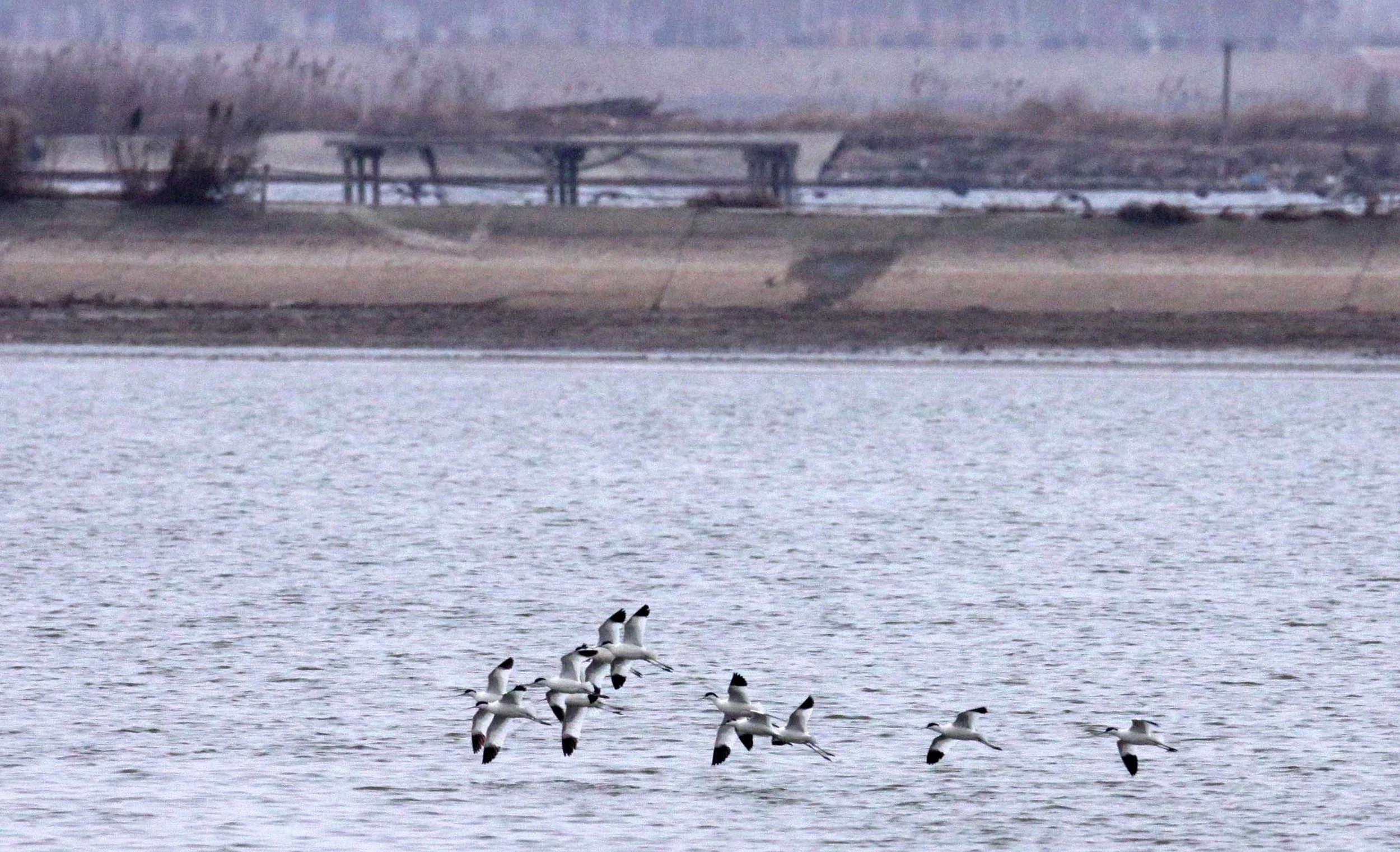 BIRD - AVOCET - PIED AVOCET- YANCHENG CHINA (2).JPG