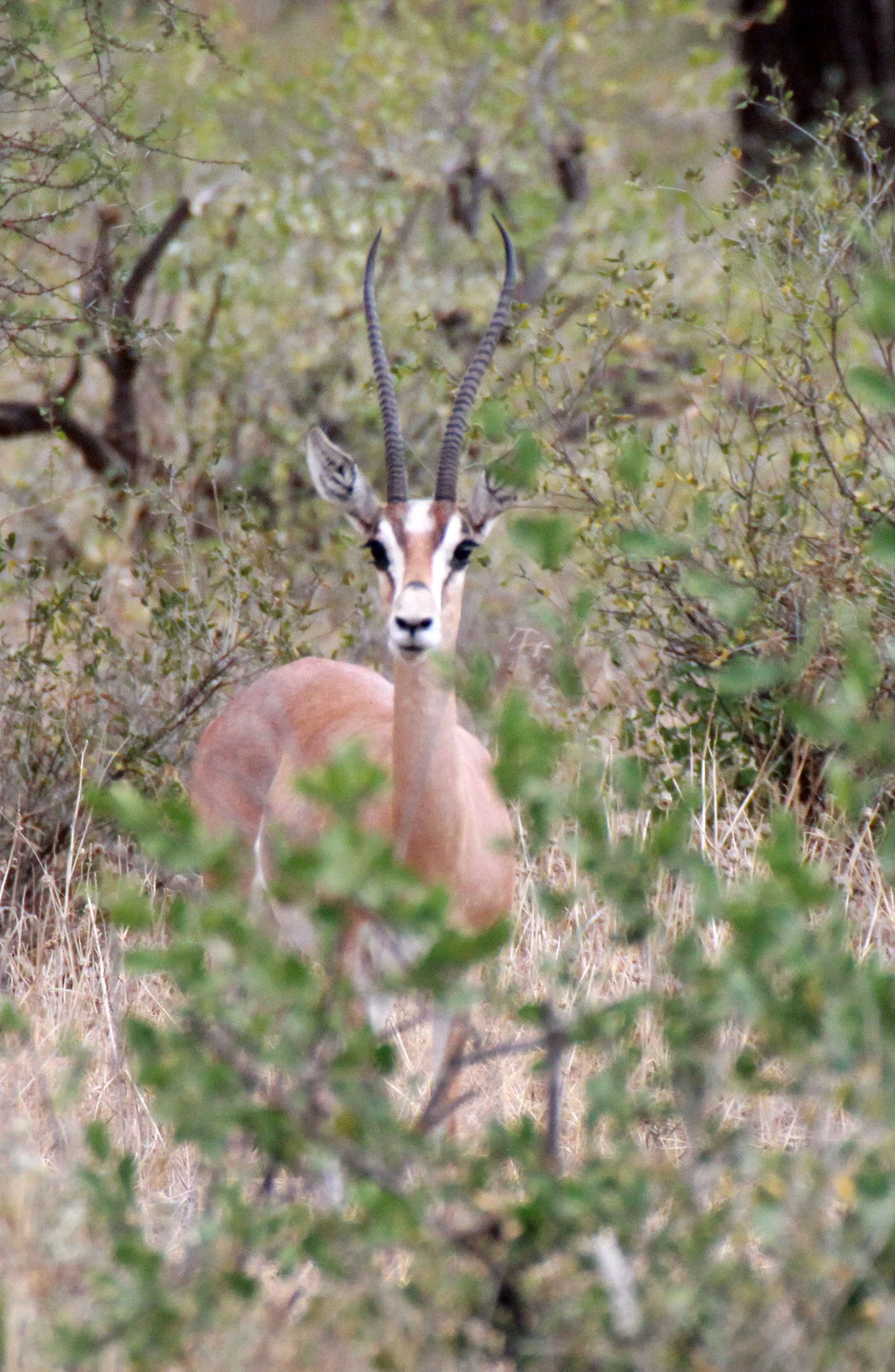 GAZELLE - NORTHERN GRANT'S GAZELLE - Nanger notata - BUFFALO SPRINGS RESERVE KENYA (1).JPG