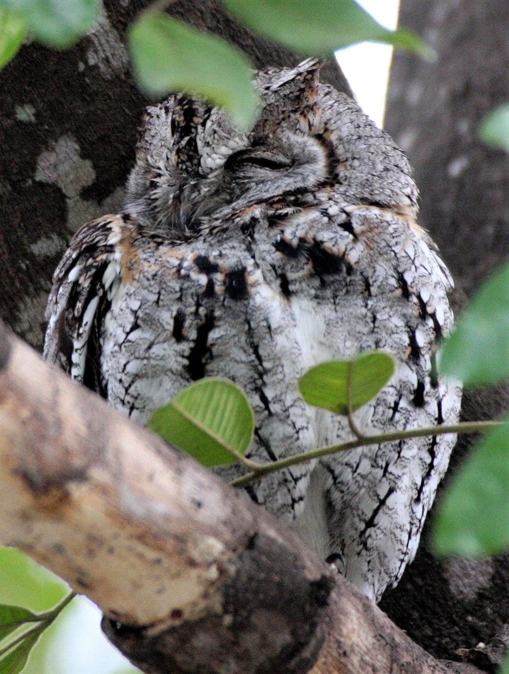 Otus senegalensis - AFRICAN SCOPS-OWL - OTUS SENEGALENSIS - KRUGER NATIONAL PARK SOUTH AFRICA aa.jpg