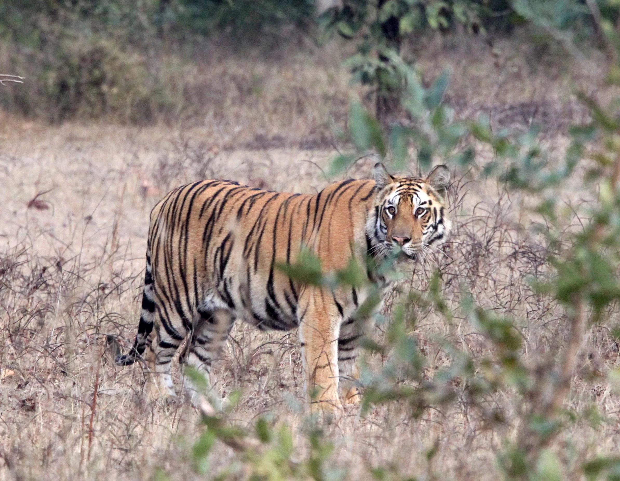 Panthera tigris tigris - BENGAL TIGER - BANDHAVGAR NATIONAL PARK MADHYA PRADESH INDIA (136).JPG