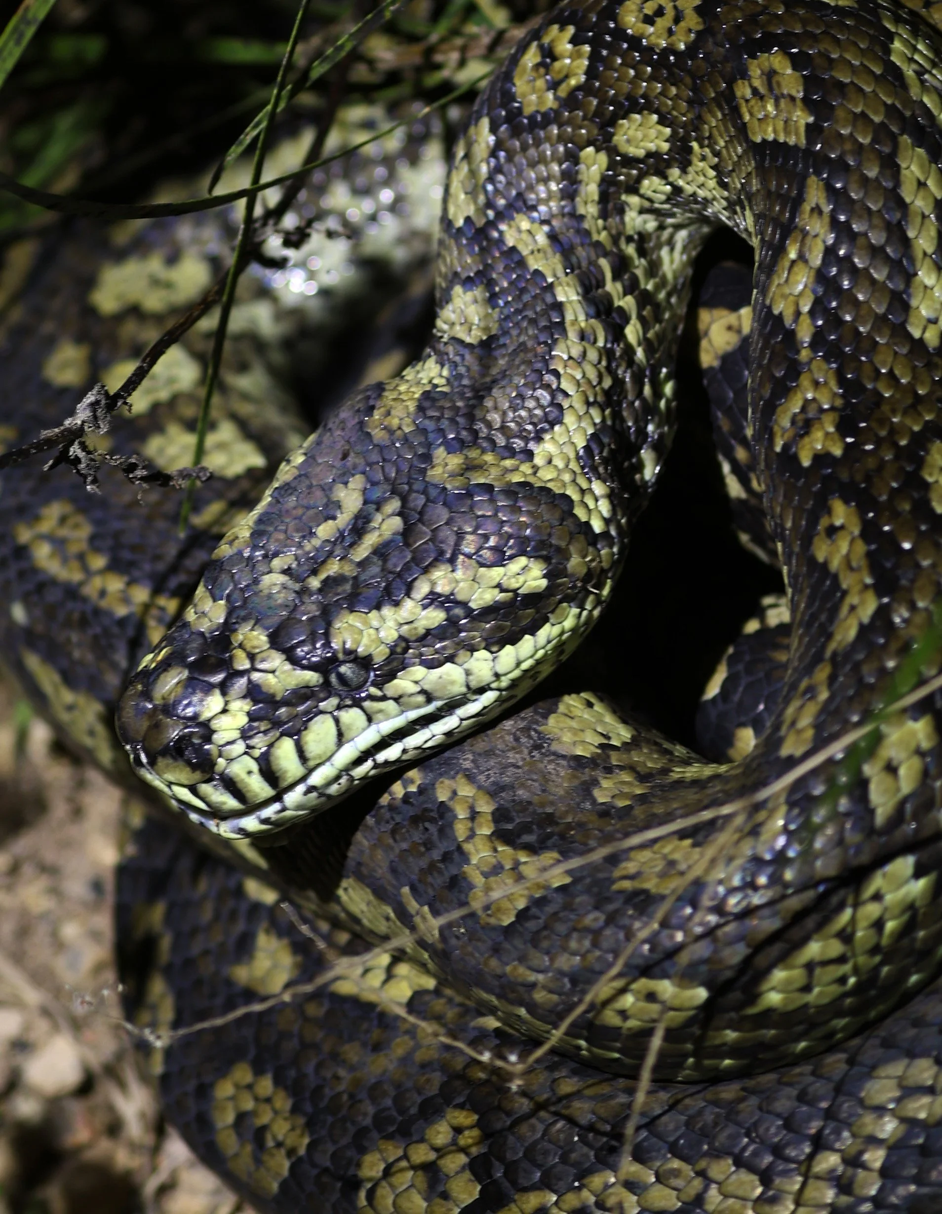 Carpet Python (Morelia spilota) Mount Hypipamee Crater NP & Vicinity - Queensland (19).jpg