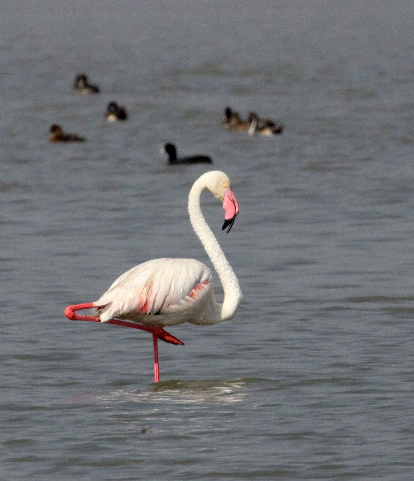 Phoenicopterus roseus - Greater Flamingo - Blackbuck National Park, Gujarat India (6).JPG