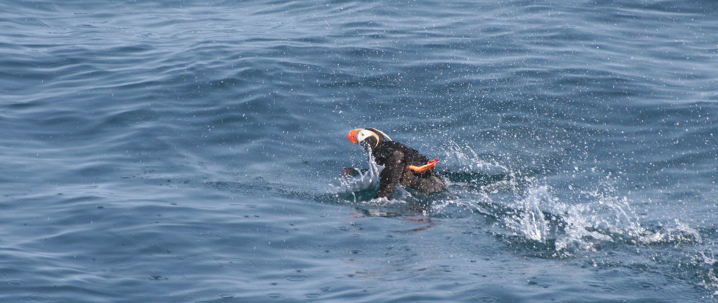 Fratercula cirrhata - TUFTED PUFFIN - COMMANDERS MEDNY ISLAND (2).jpg