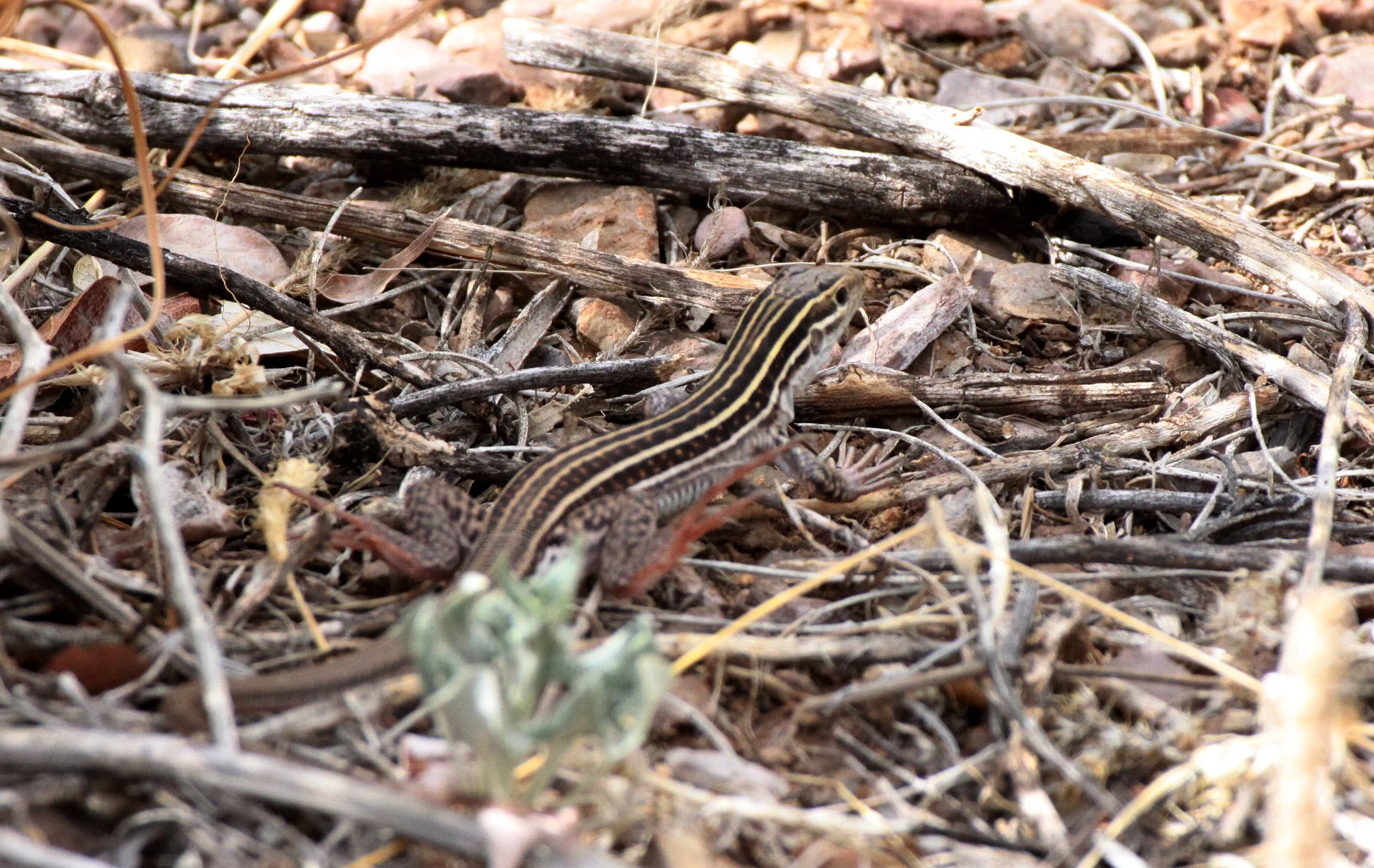 REPTILE - LIZARD - CNEMIDOPHORUS UNIPARENS - DESERT GRASSLAND WHIPTAIL - ALL FEMALE - DRIPPING SPRING NEW MEXICO (3).JPG