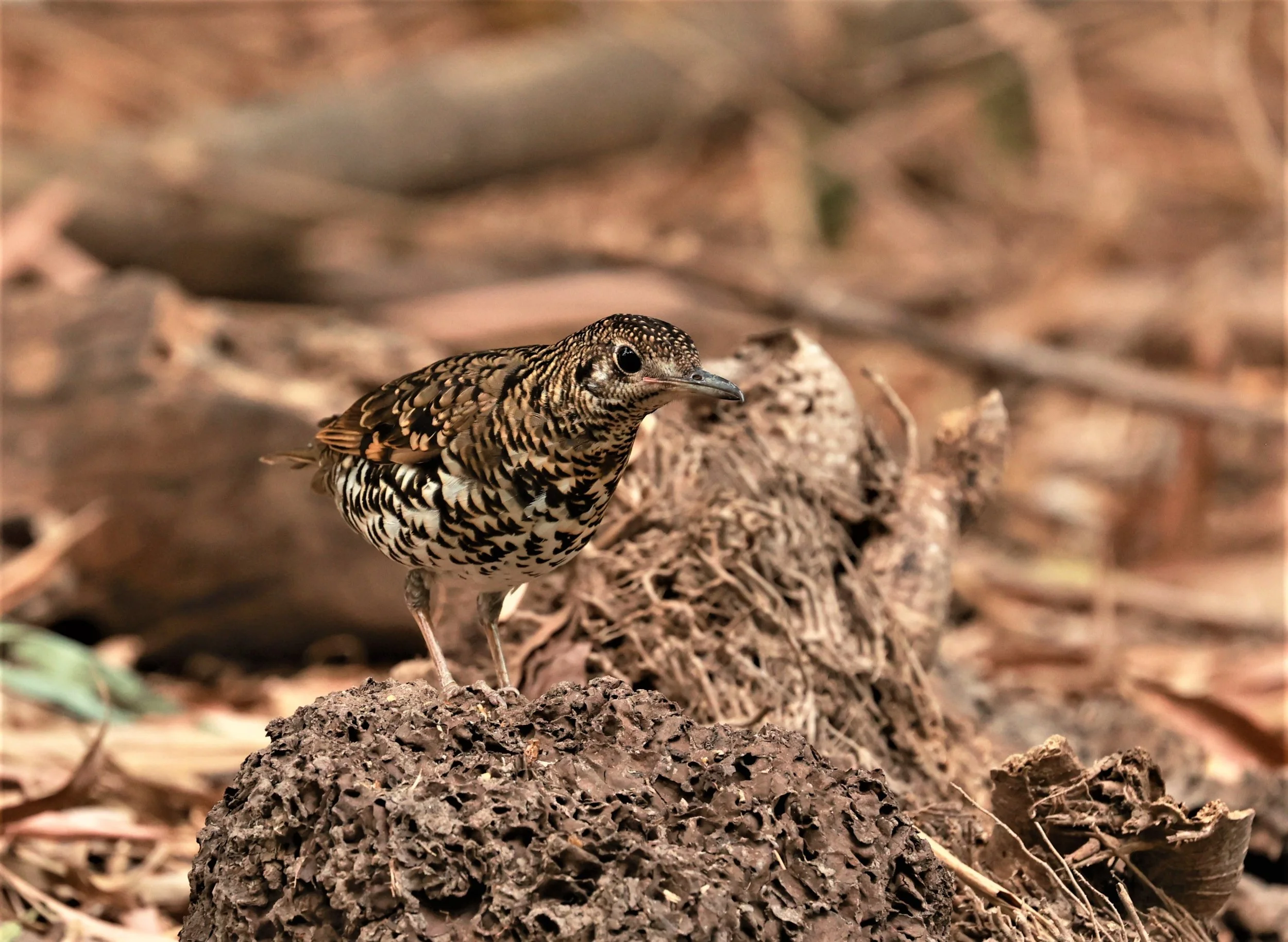 White's Thrush (Zoothera aurea) Putthamonthon Park Nakhon Pathom Thailand (39).jpg