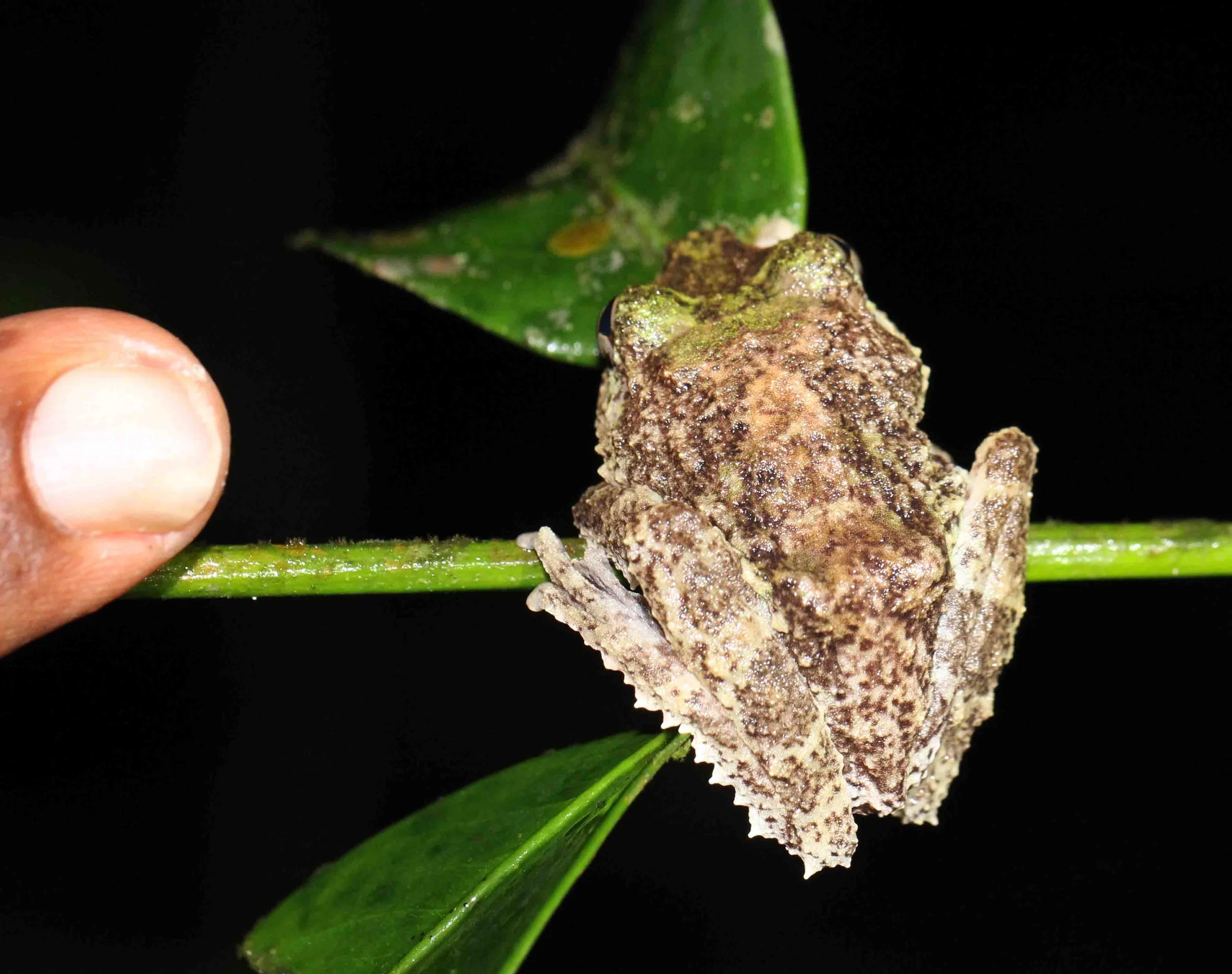 AMPHIBIAN - FROG SPECIES - KITULGALA FOREST PRESERVE, SRI LANKA - PHOTO BY SOM SMITH (28).JPG